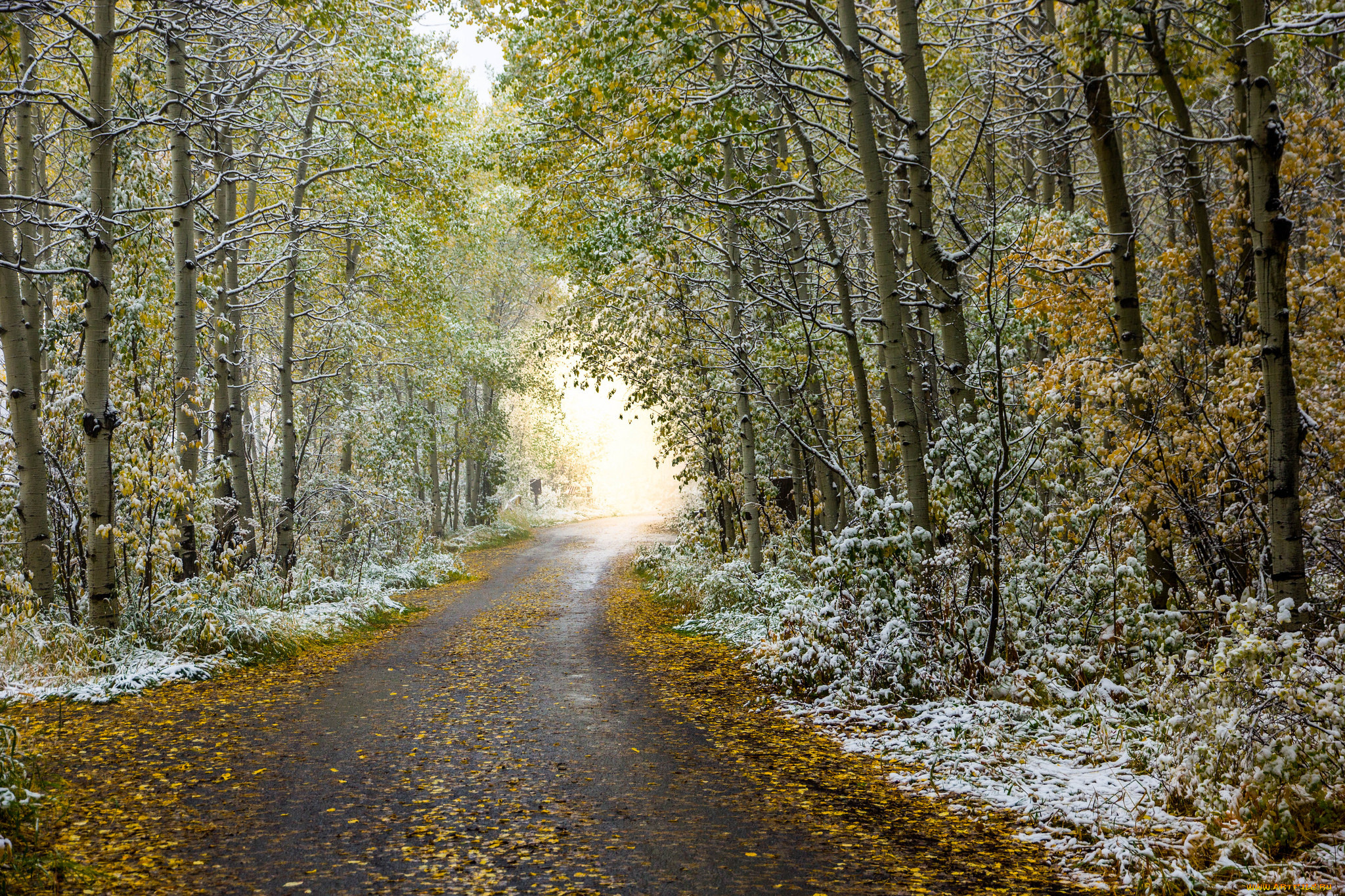 природа, дороги, аллея