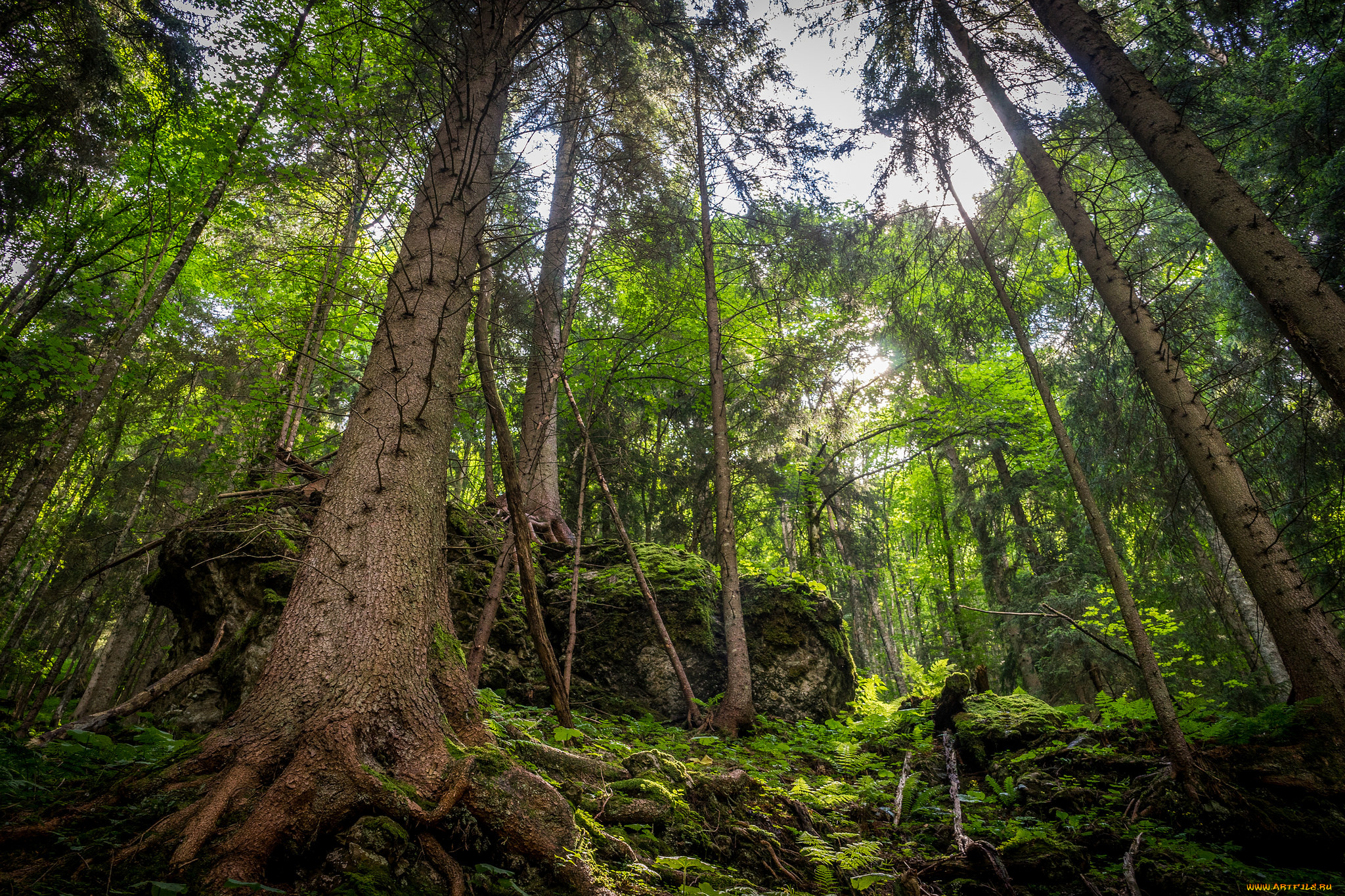 природа, лес, деревья