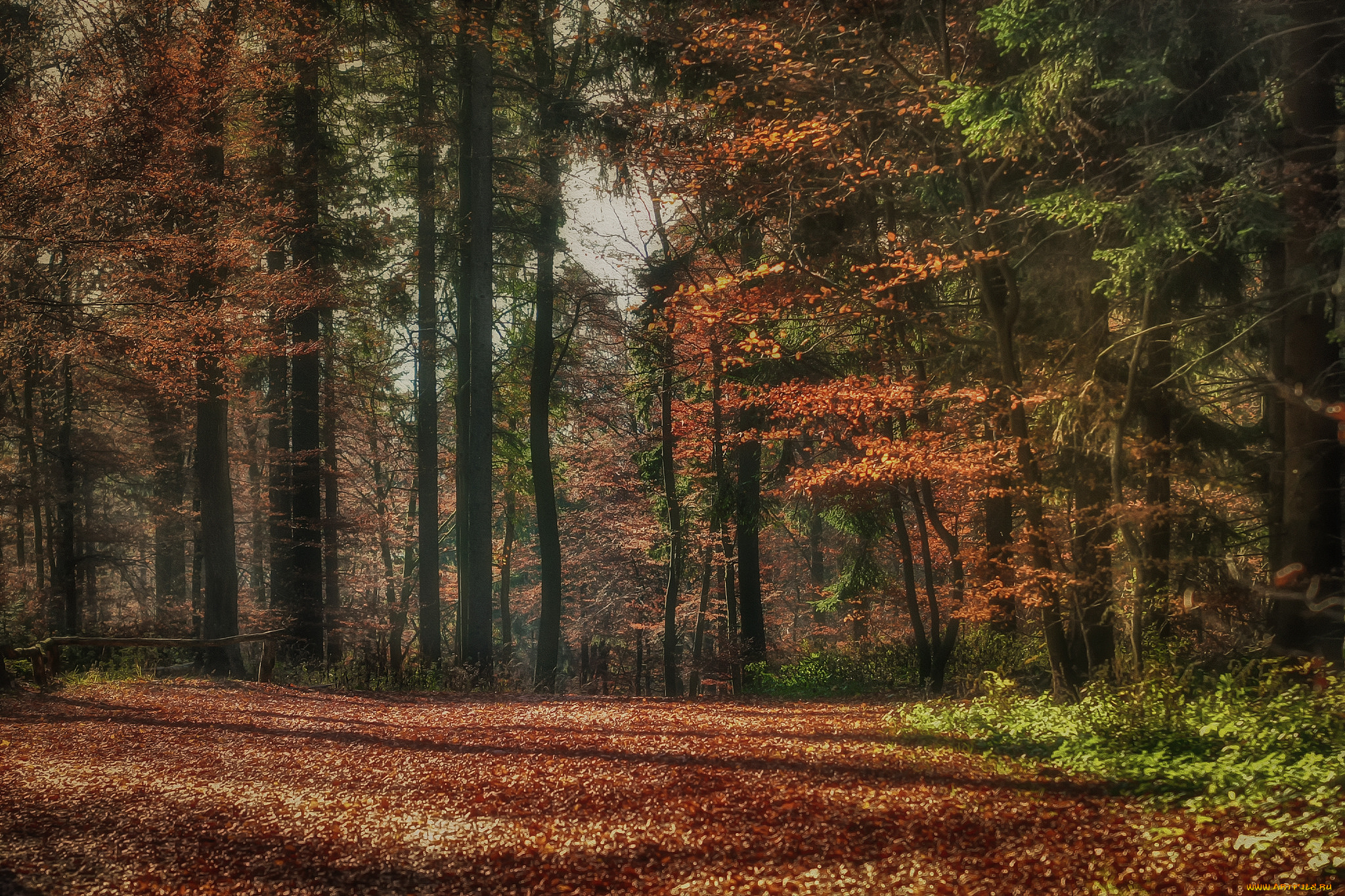 природа, лес, деревья