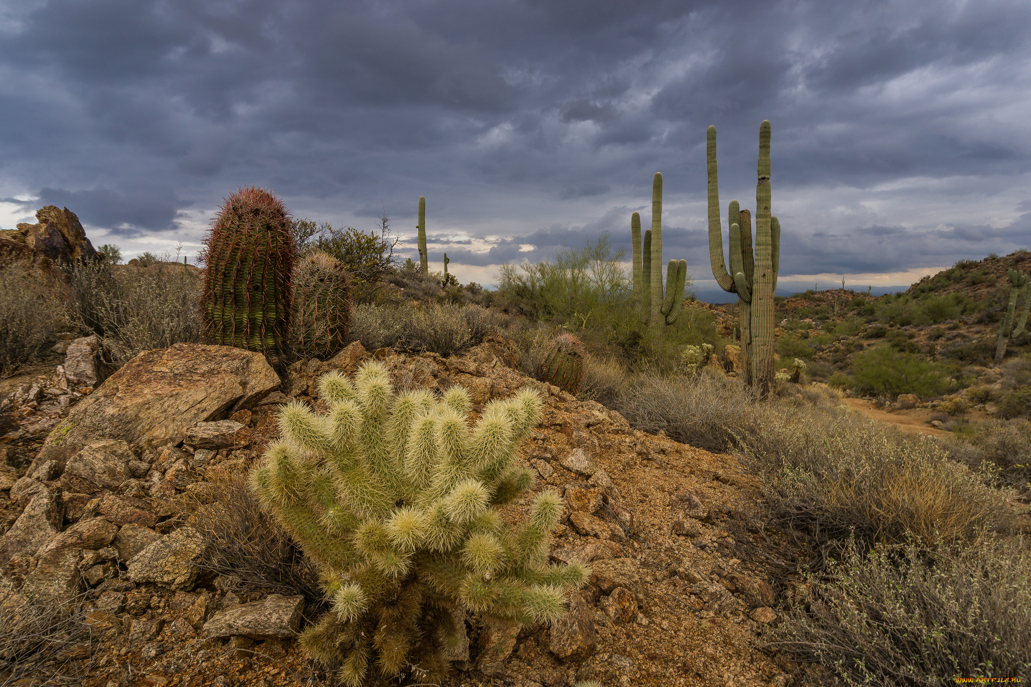 природа, пустыни, простор