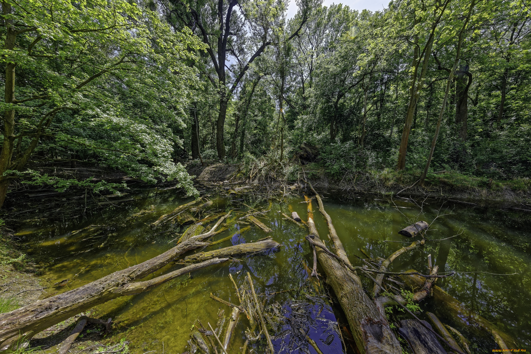 природа, реки, озера, лес, река