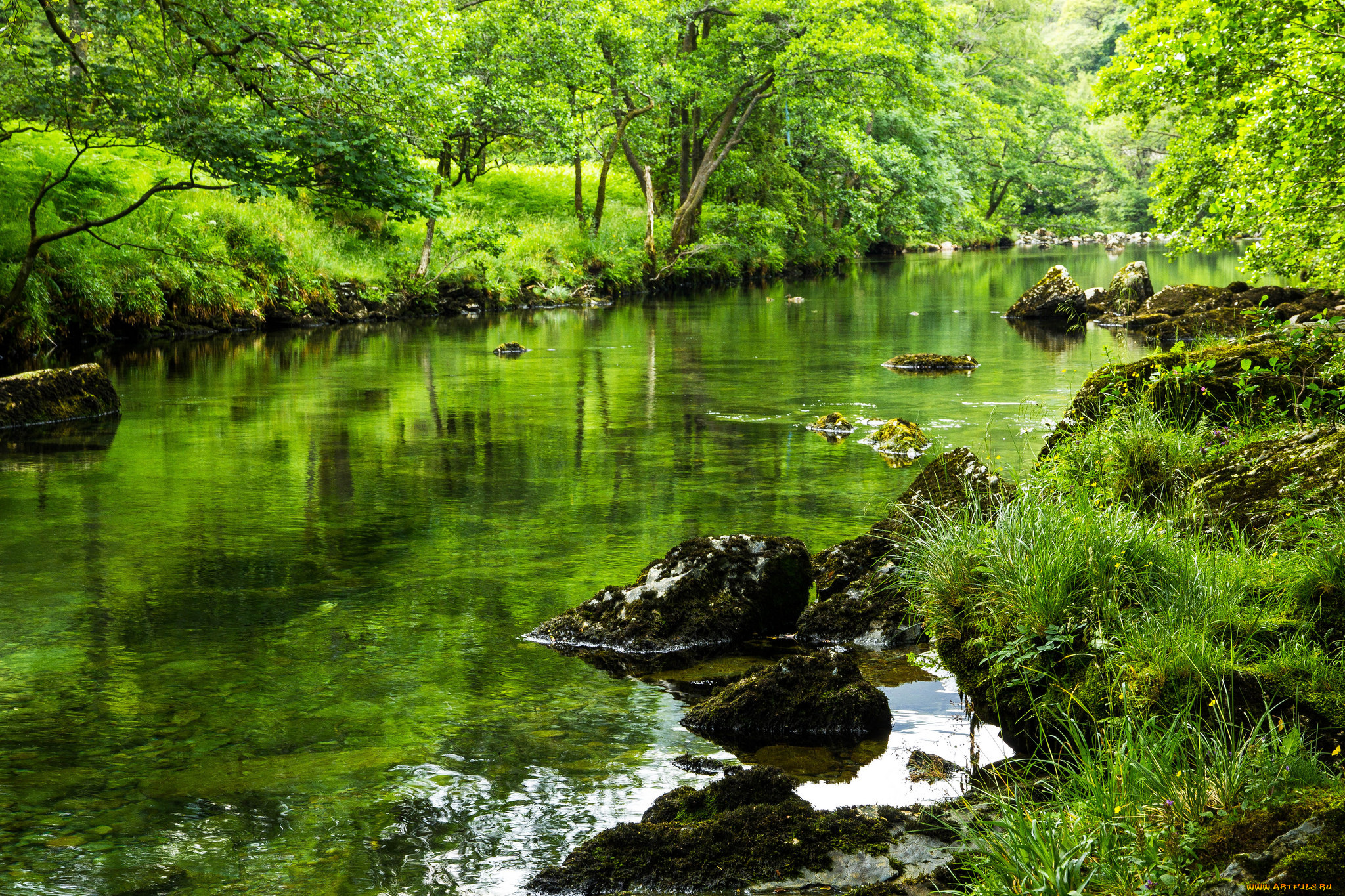 природа, реки, озера, лес, река