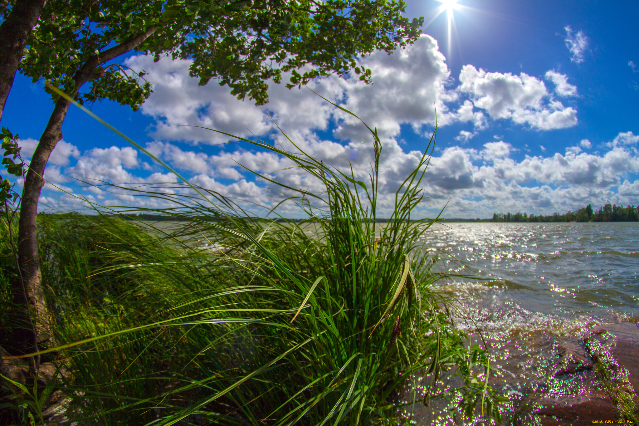 природа, реки, озера, лес, река