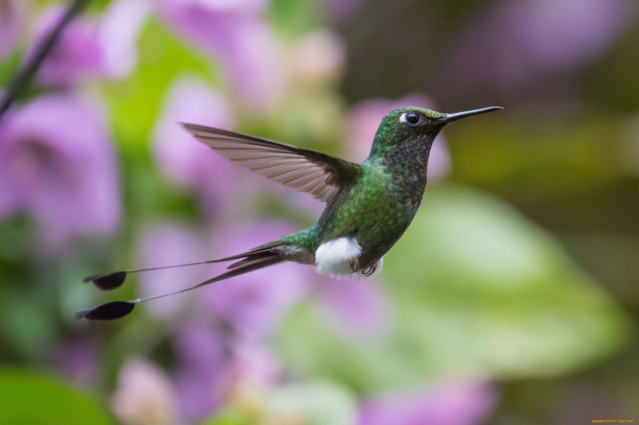 животные, колибри, птица, перья, окрас