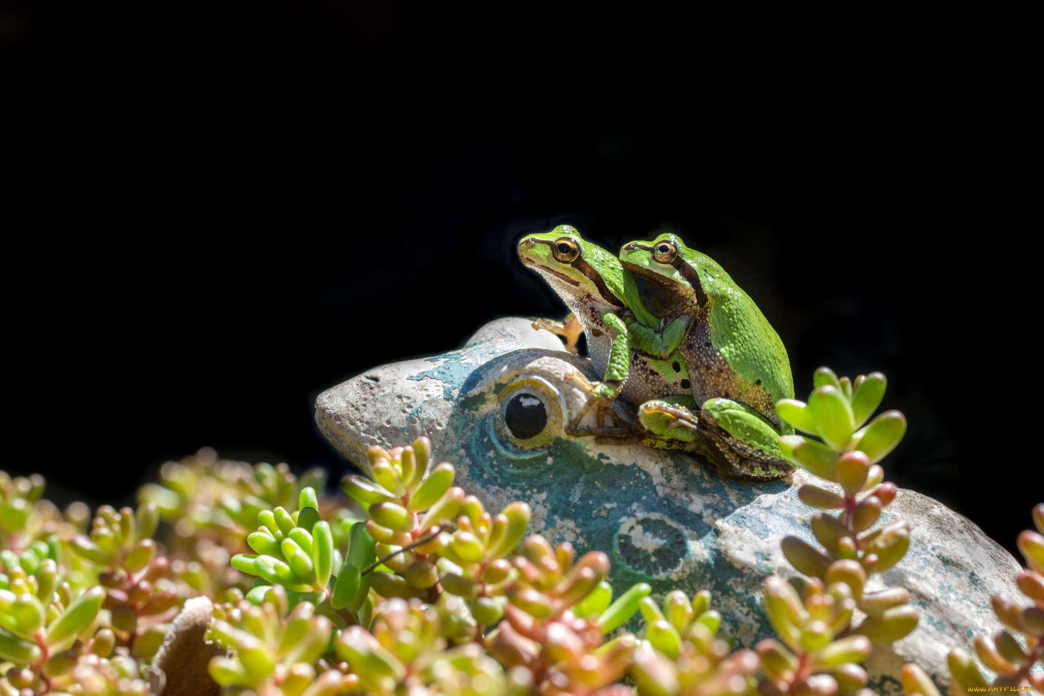 животные, лягушки, природа, окрас, лягушка