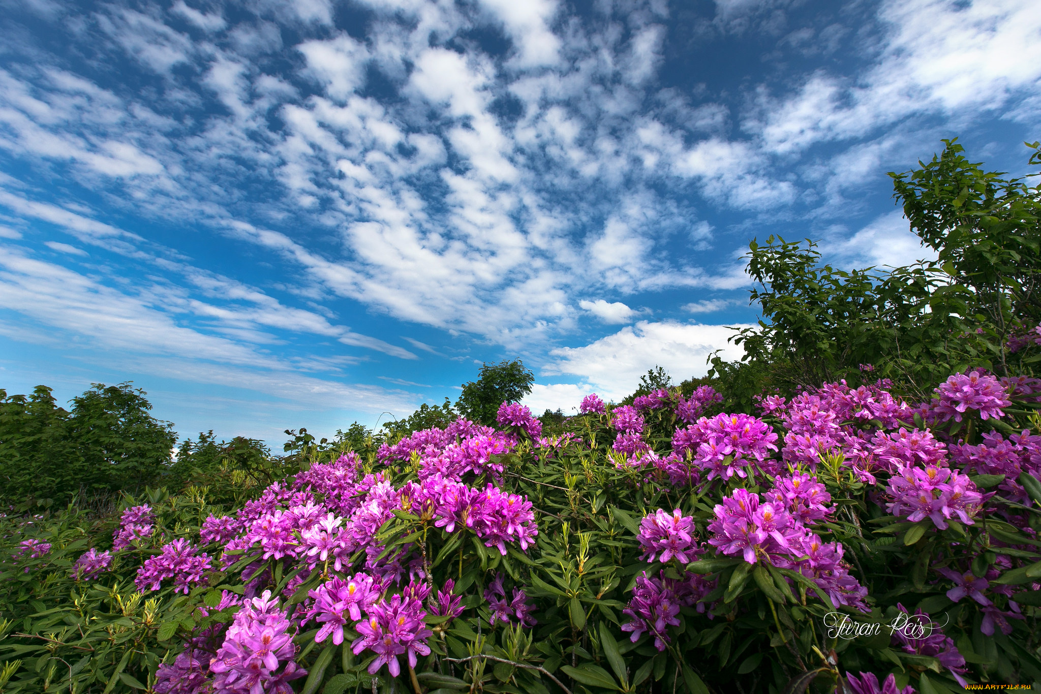 цветы, луговые, , полевые, , цветы, цветок
