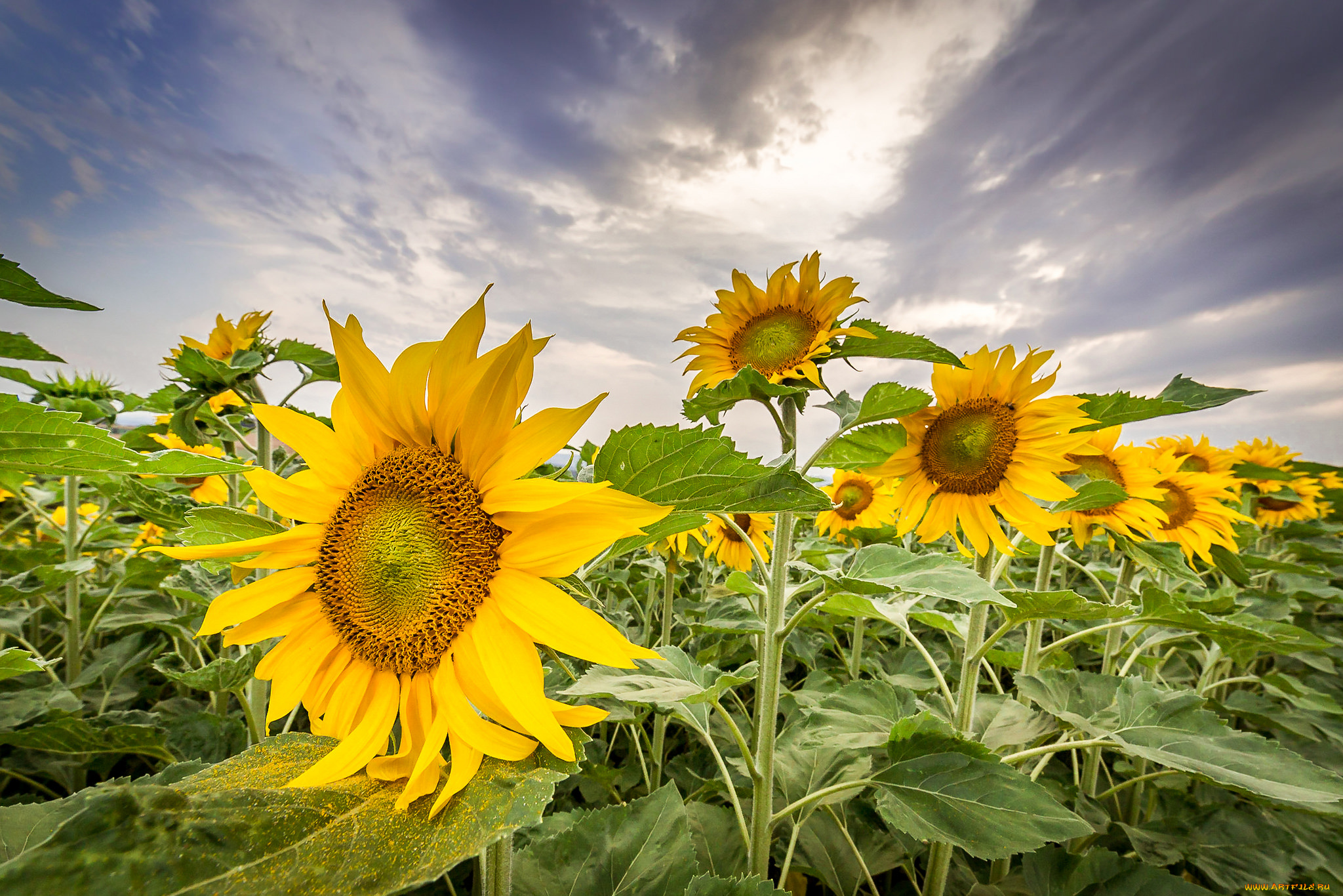 цветы, подсолнухи, цветок
