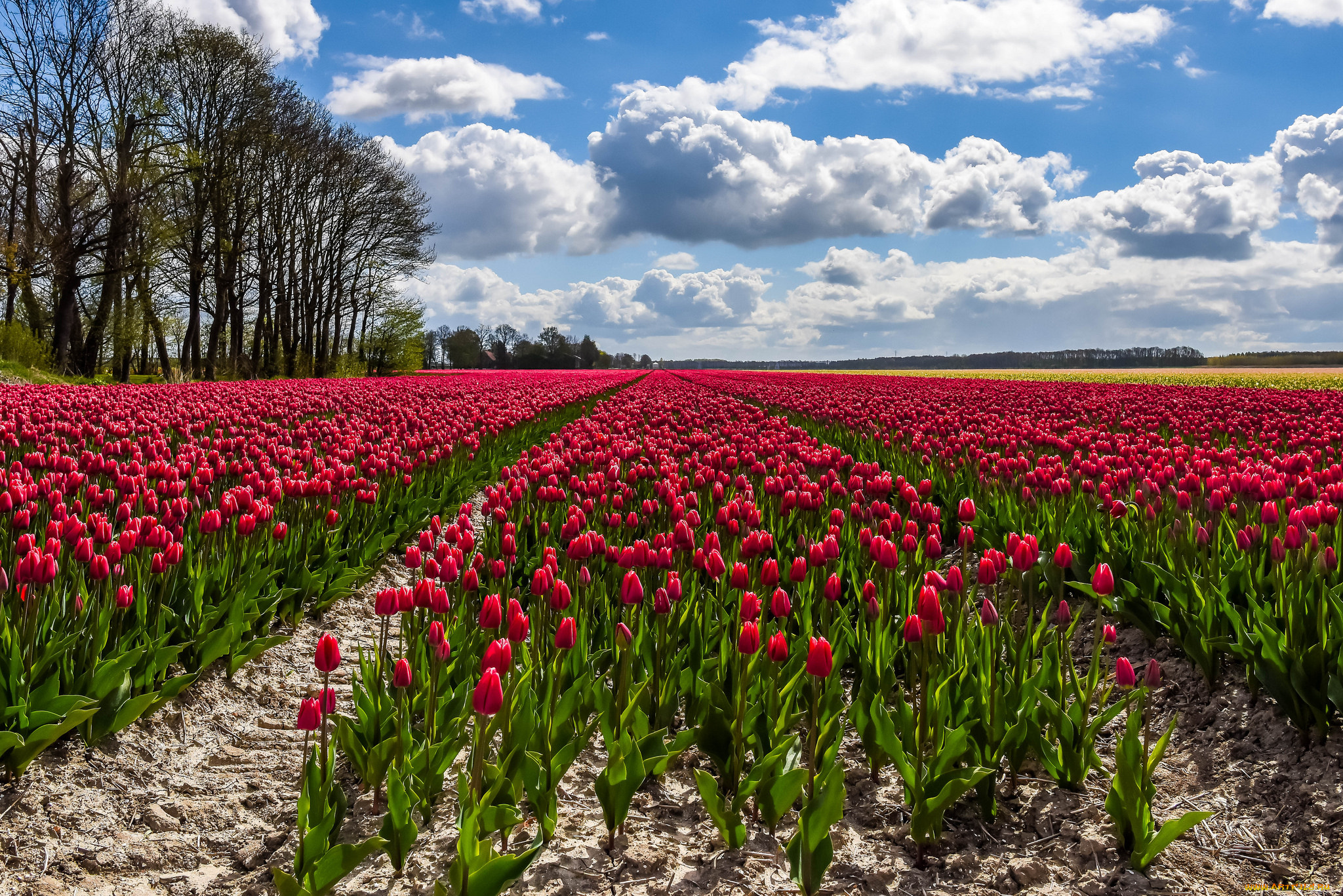 цветы, тюльпаны, цветок