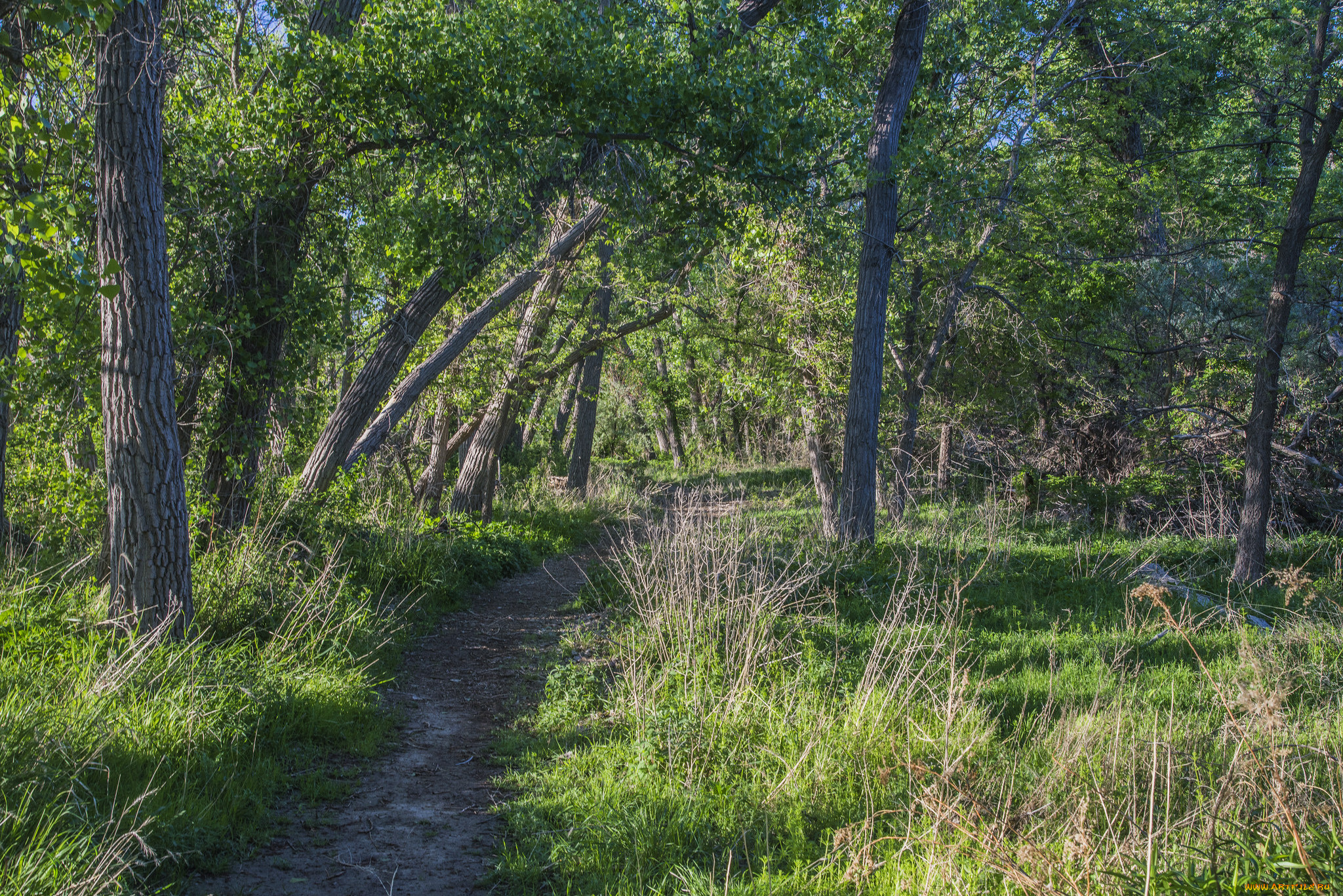 природа, дороги, тракт