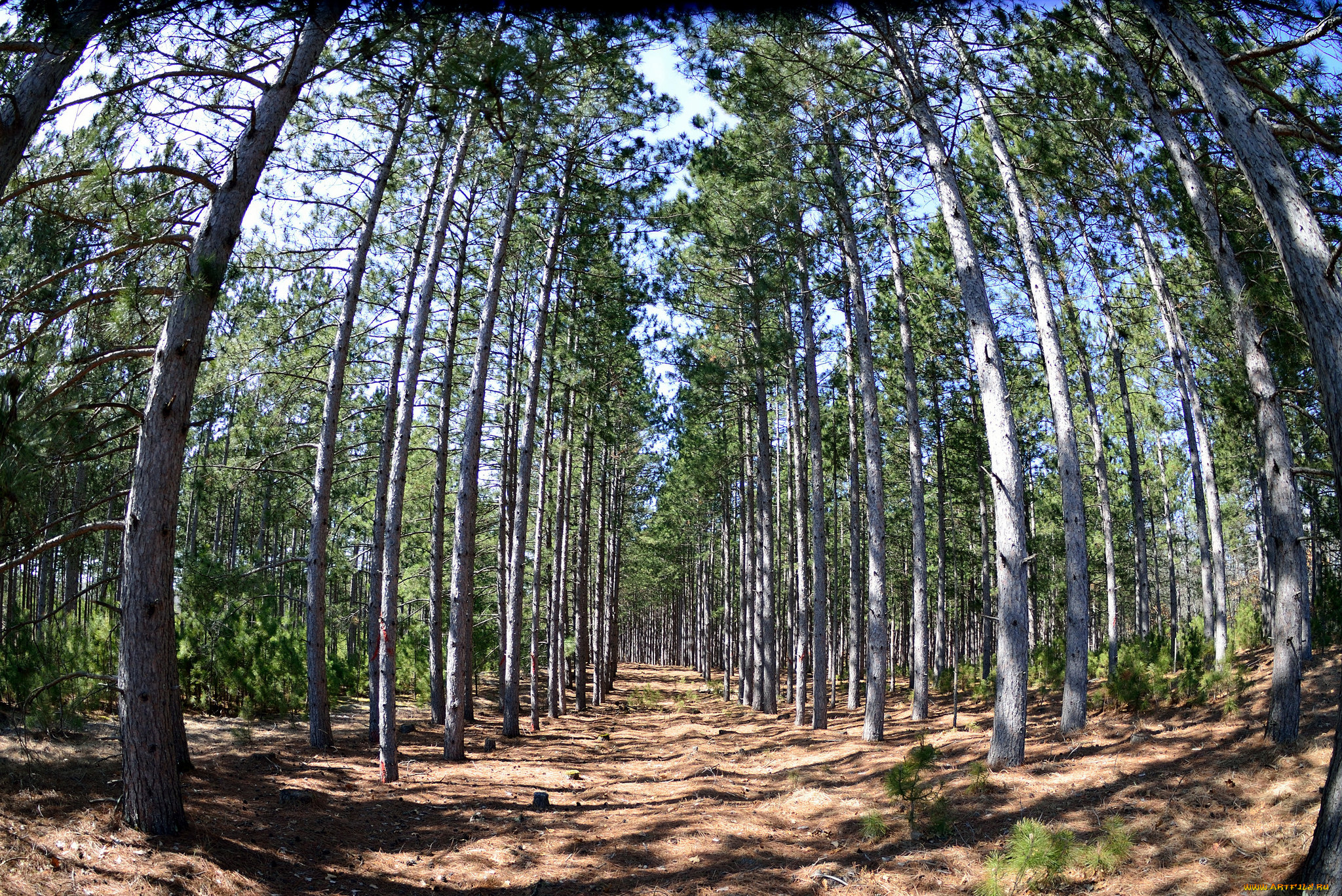 природа, лес, деревья