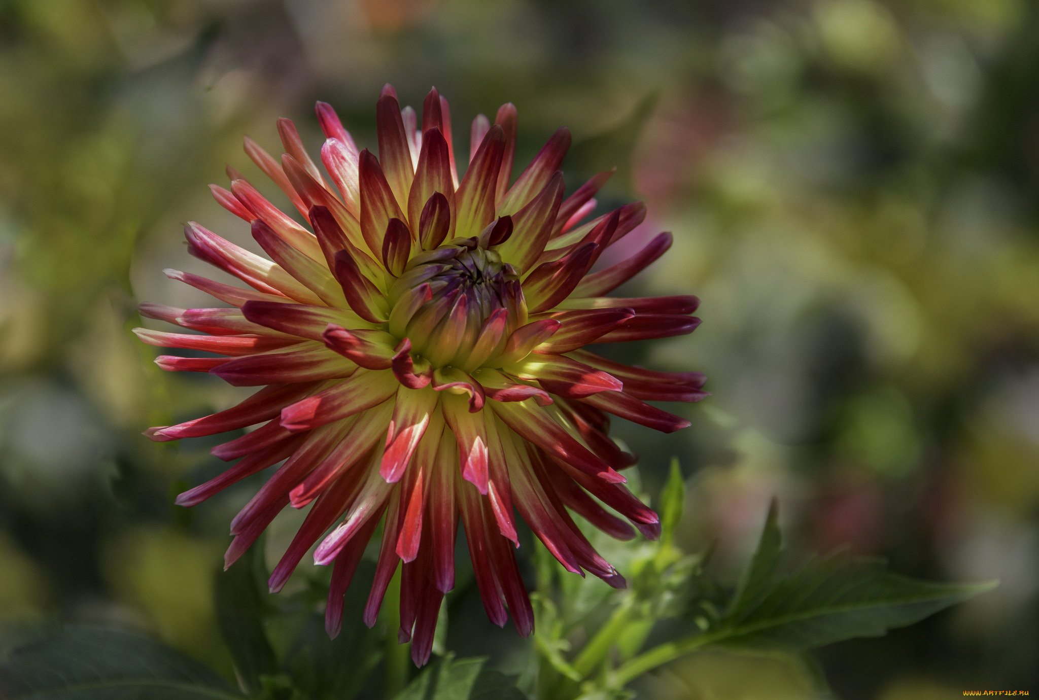 цветы, георгины, цветок