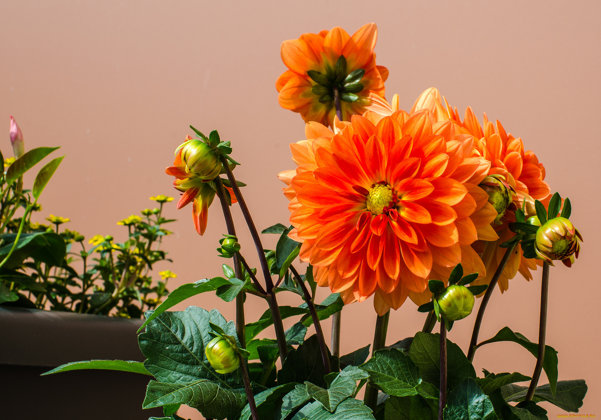 цветы, георгины, цветок