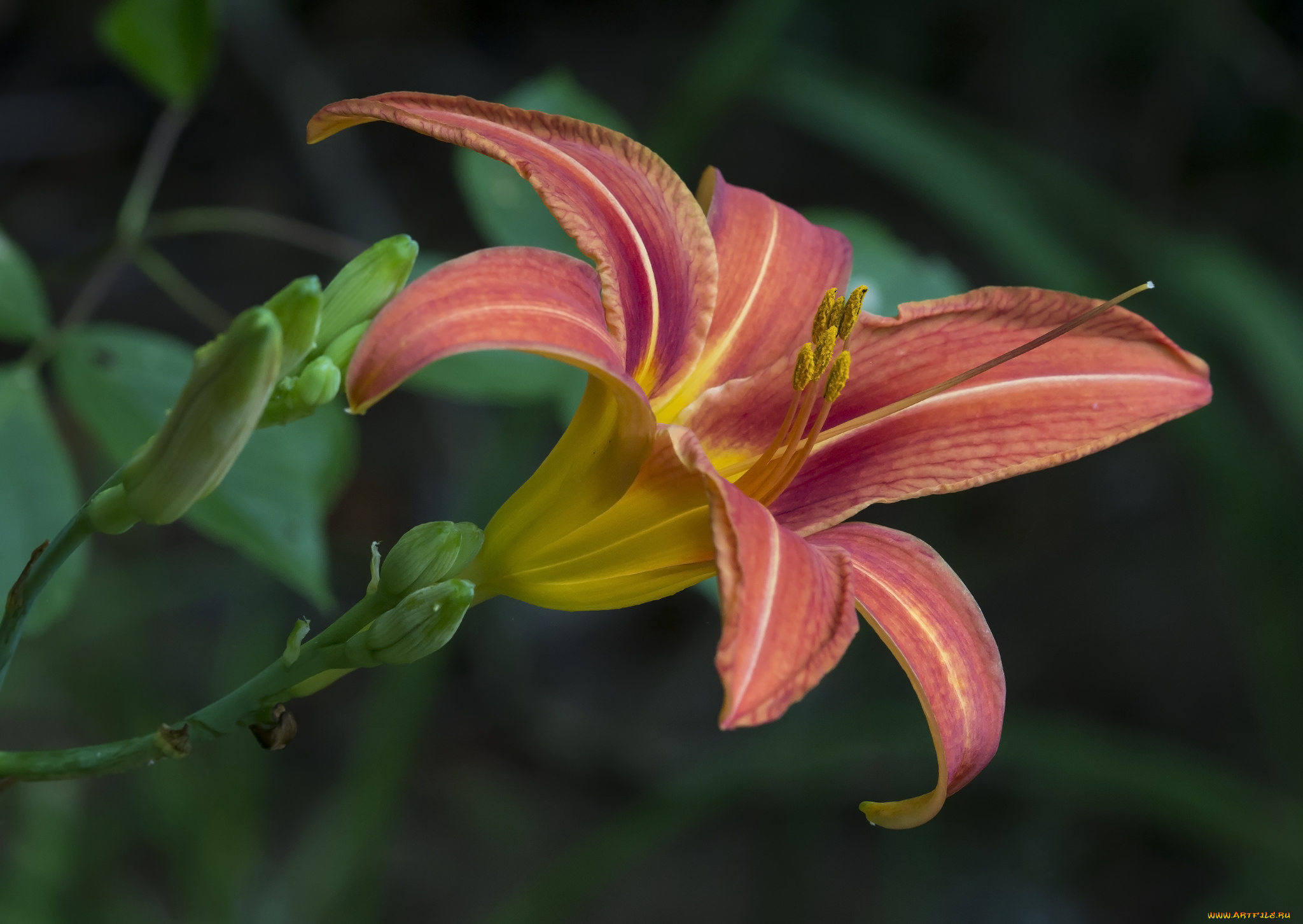 цветы, лилии, , лилейники, цветок