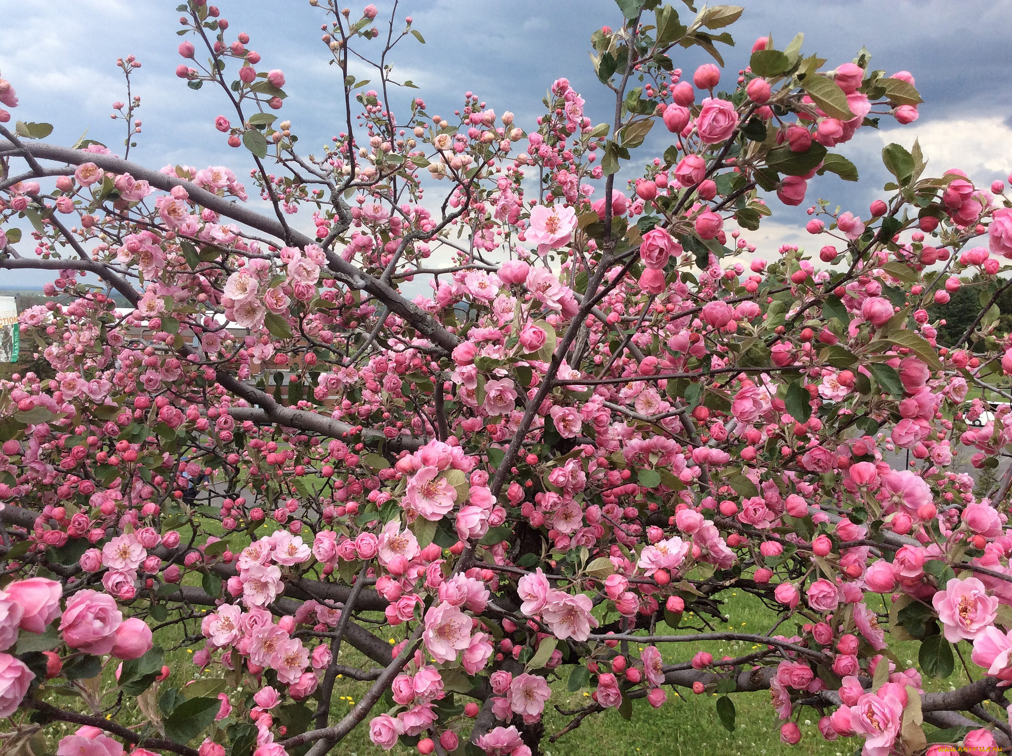 цветы, цветущие, деревья, , , кустарники, цветок
