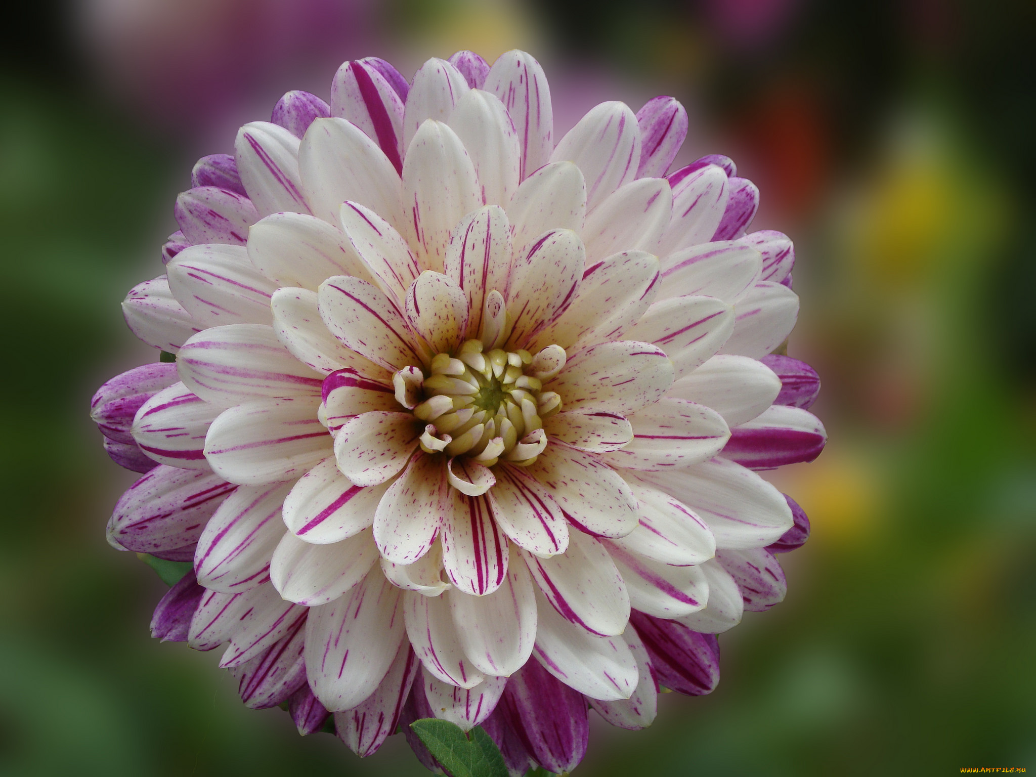 цветы, георгины, цветок