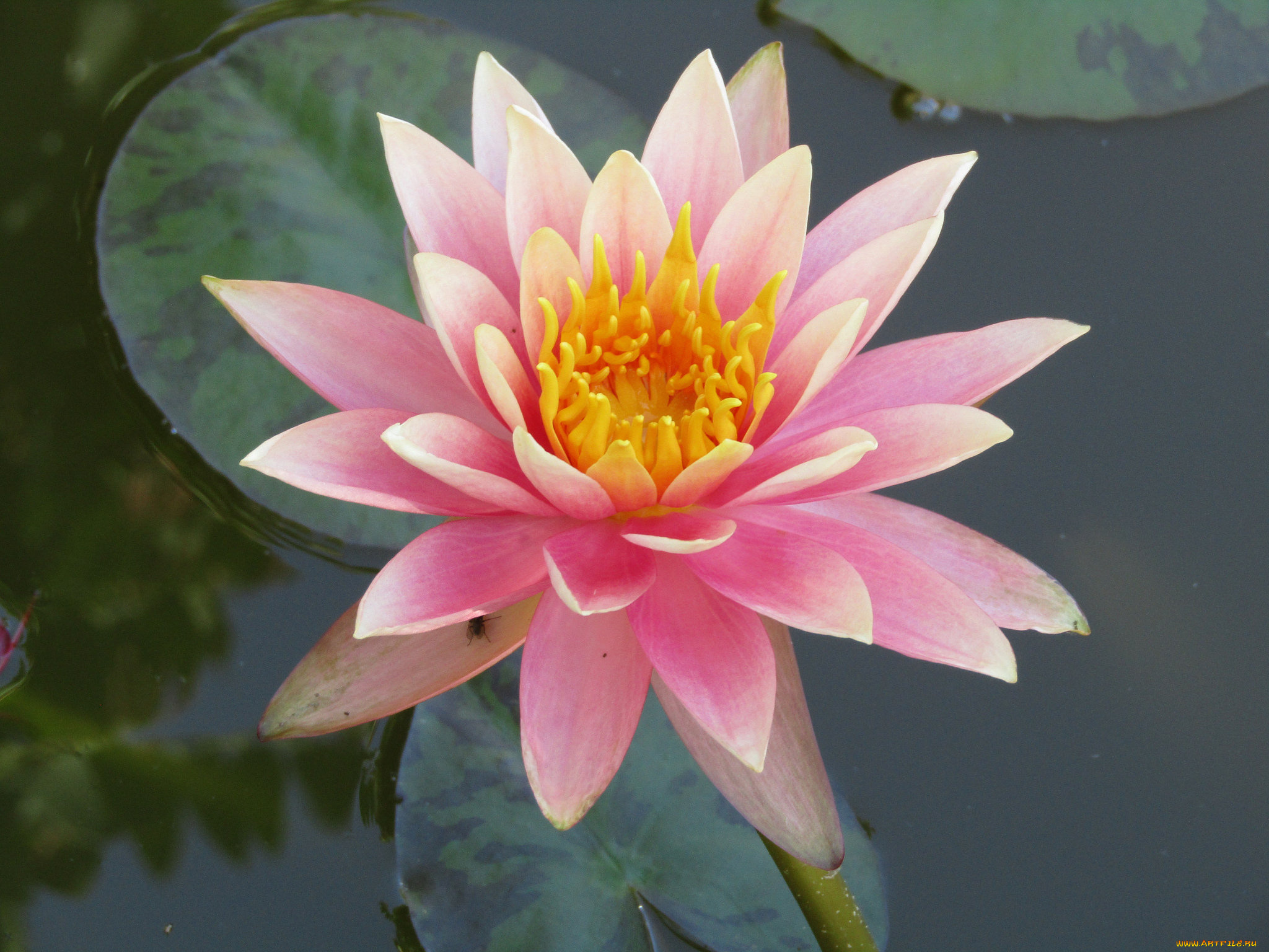 цветы, лилии, водяные, , нимфеи, , кувшинки, цветок