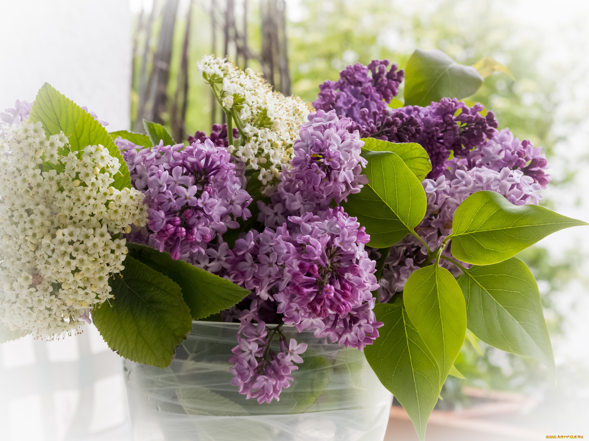 цветы, сирень, цветок