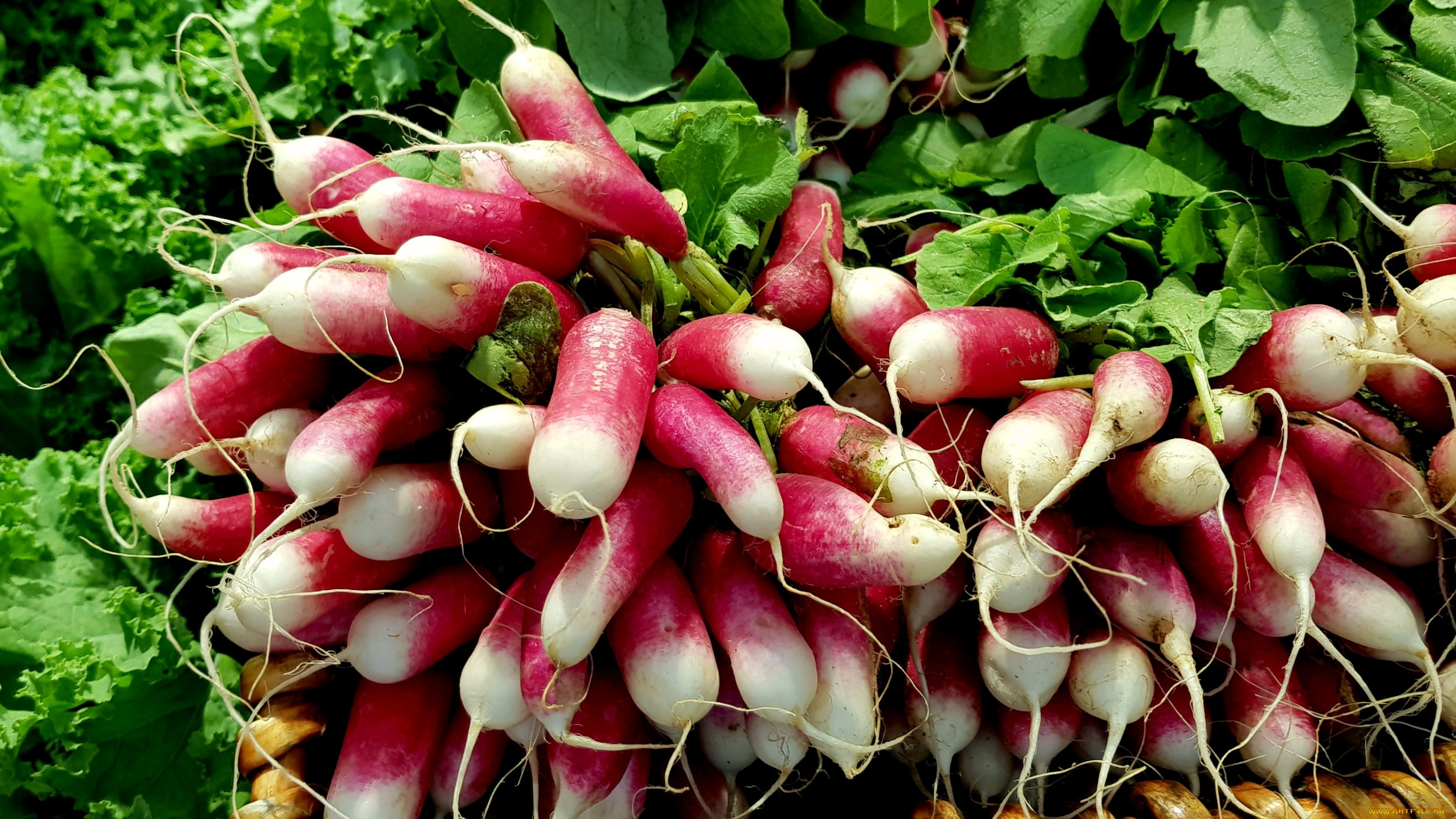 еда, редис, , репа, , редька, плоды