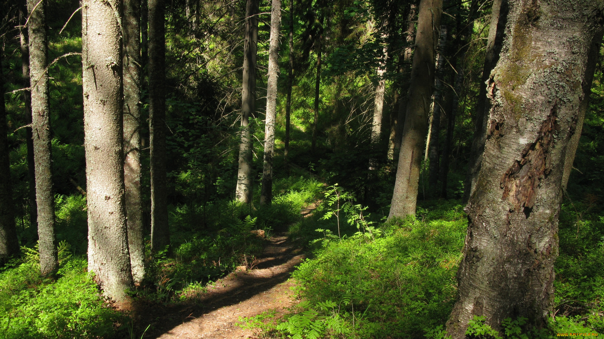 лесная, тропа, природа, лес, лето, тропинка, деревья, ели, тайга, карелия