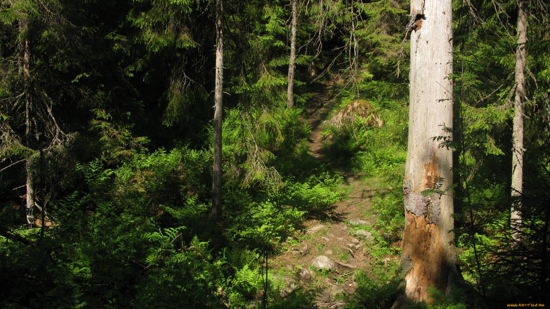 лесная, тропа, природа, лес, лето, тропинка, деревья, ели, тайга, карелия