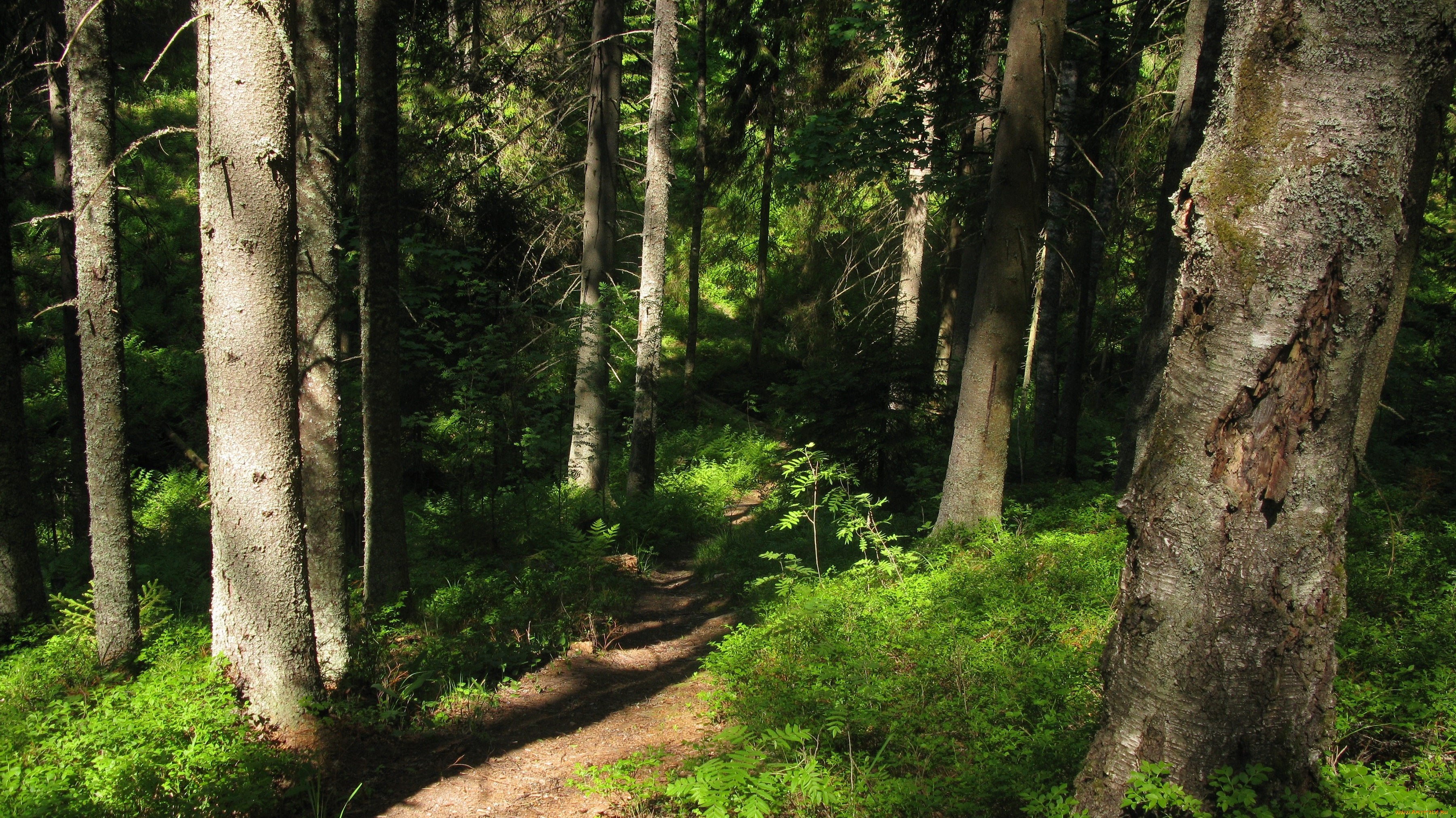 лесная, тропа, природа, лес, лето, тропинка, деревья, ели, тайга, карелия