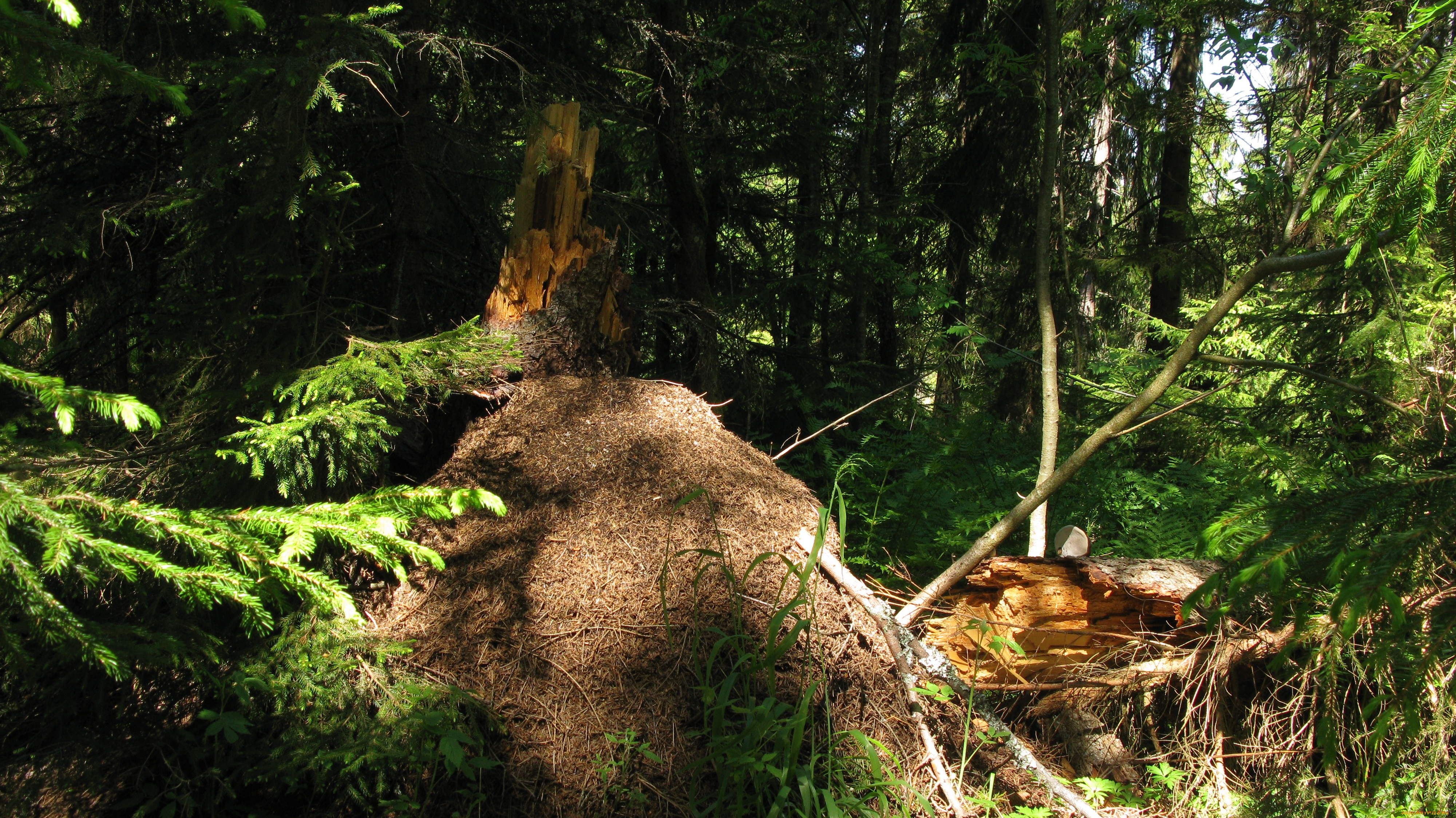 лес, природа, лето, муравейник, ели, деревья