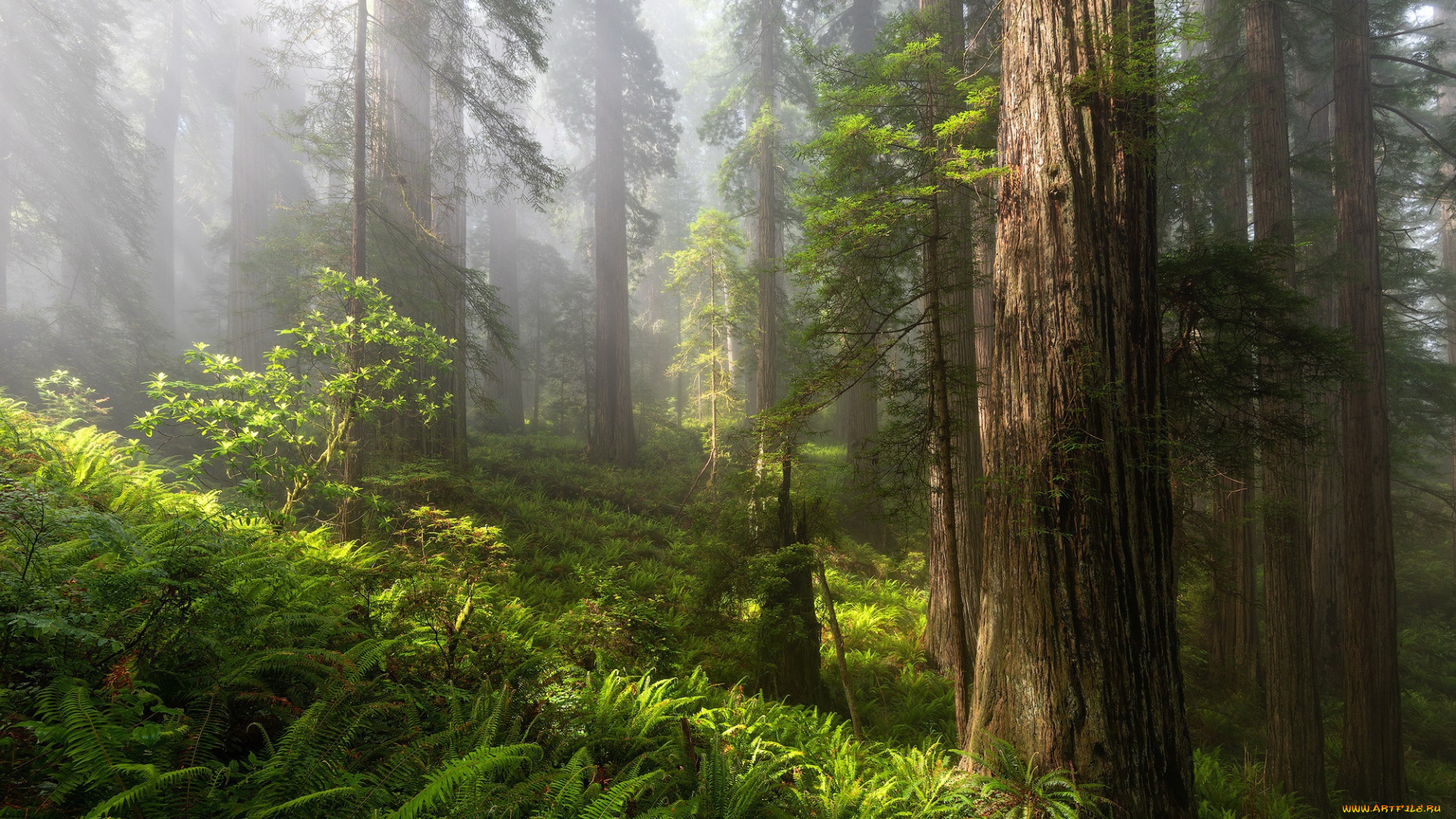 природа, лес, лето