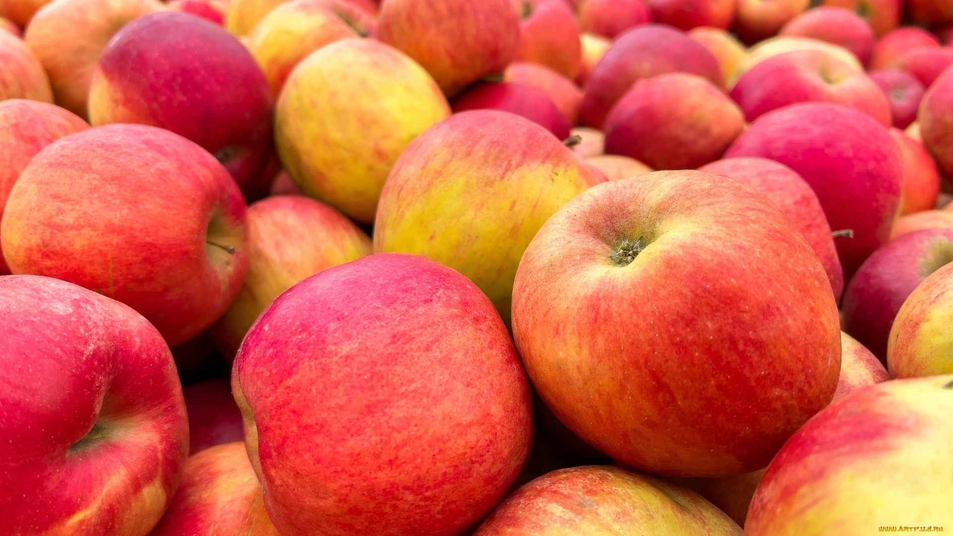 еда, яблоки, краснобокие