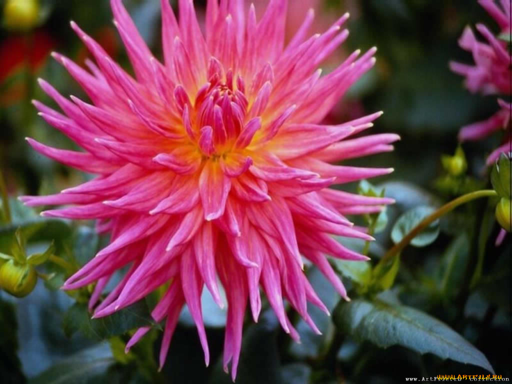 цветы, георгины