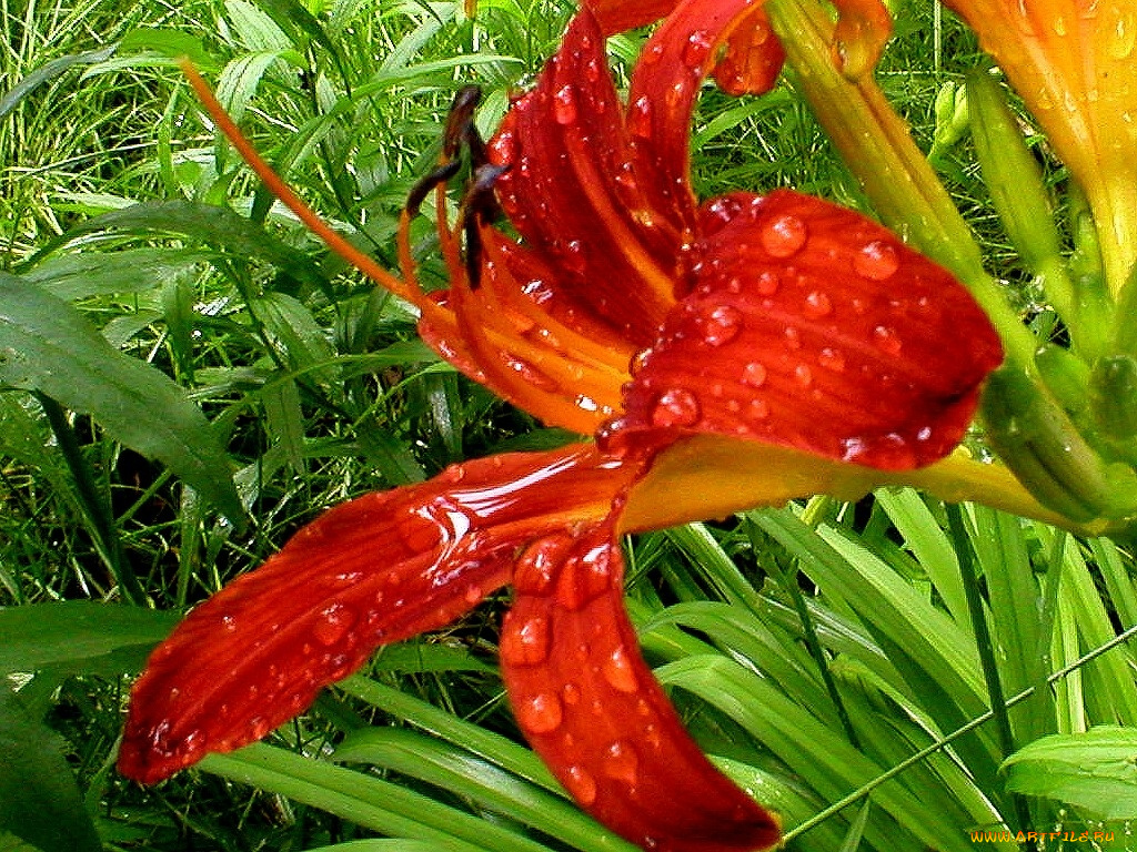 deutschland, цветы, лилии, лилейники