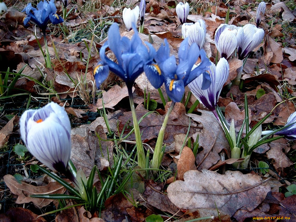 deutschland, цветы, разные, вместе