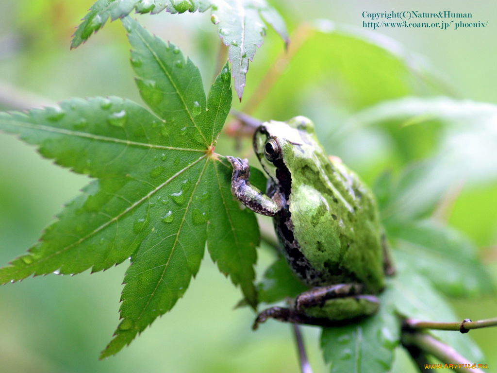 животные, лягушки