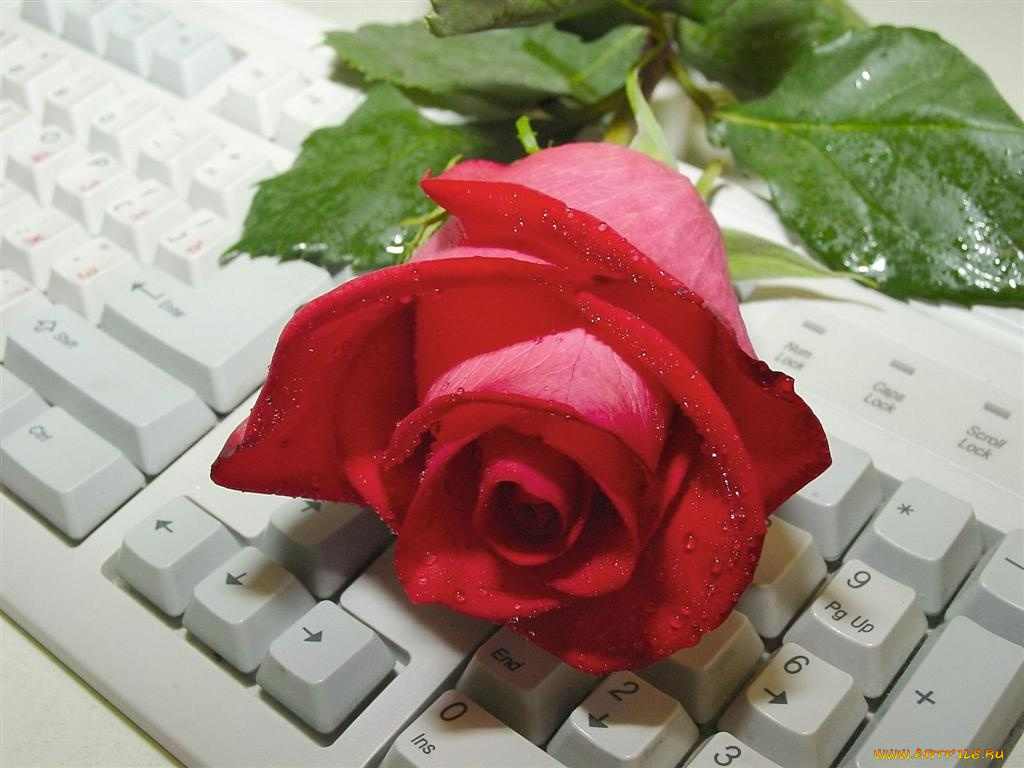 цветы, розы