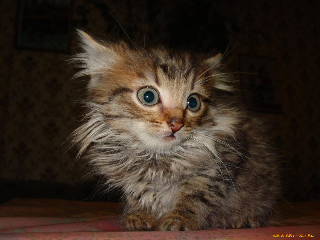 животные, коты