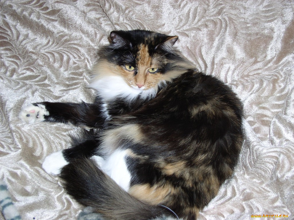 животные, коты