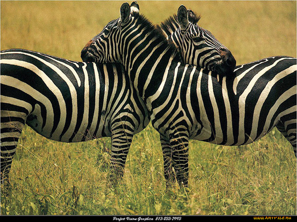 животные, зебры