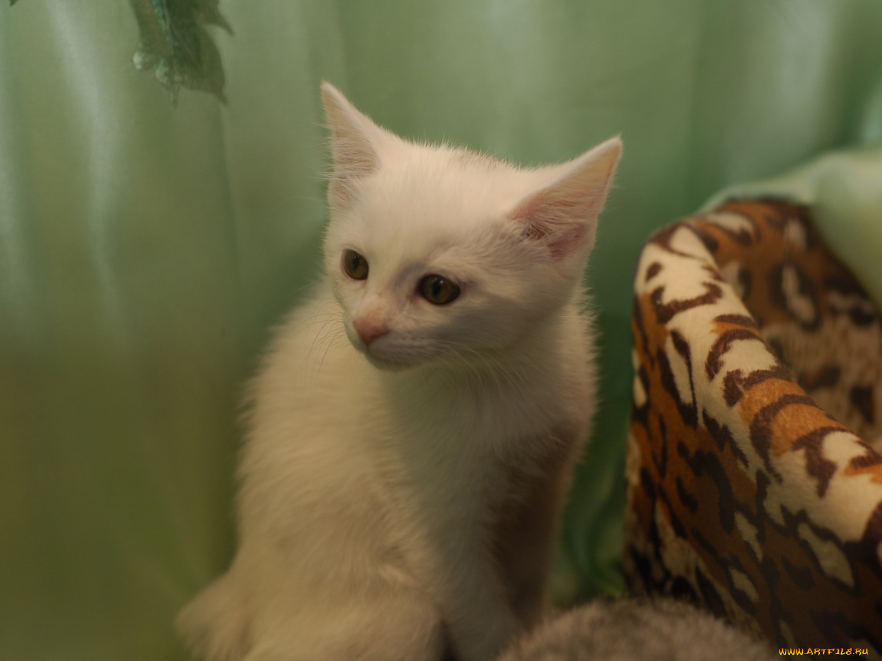 кот, выставки, животные, коты