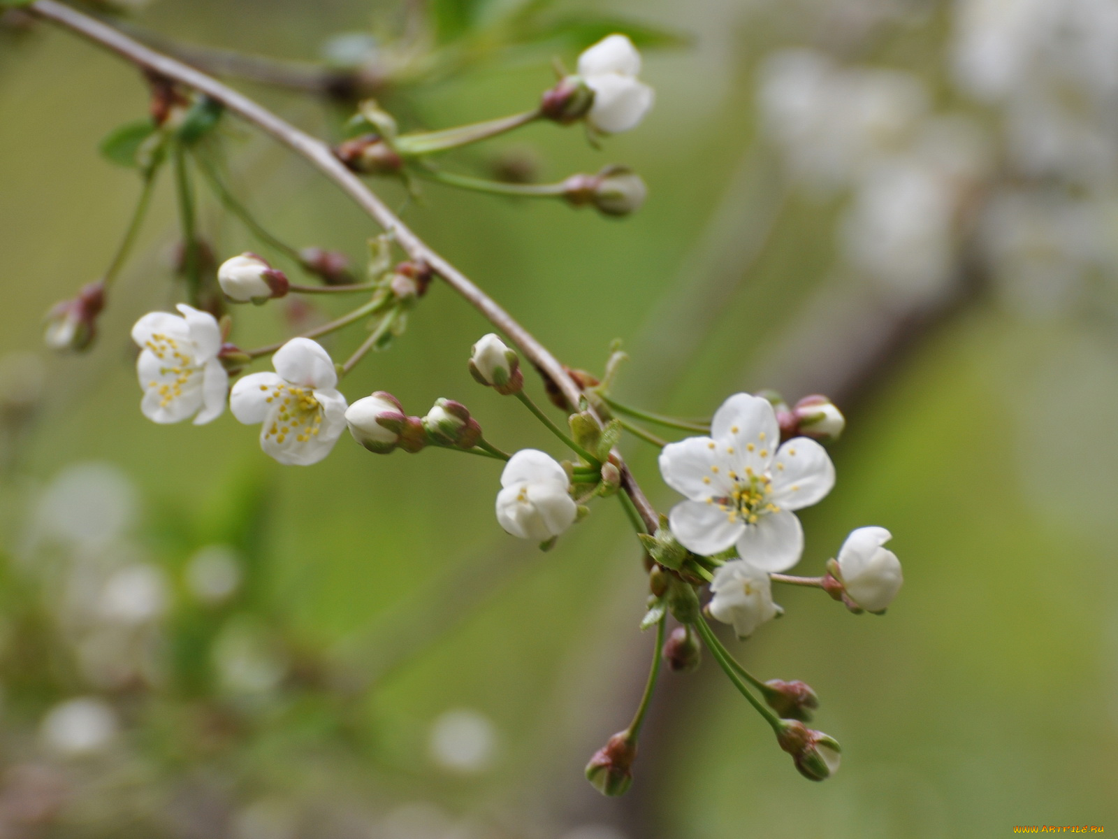 цветы, цветущие, деревья, кустарники
