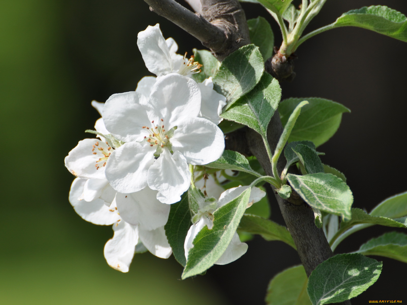 цветы, цветущие, деревья, кустарники