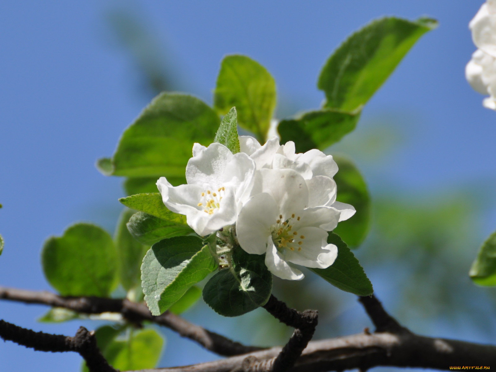 цветы, цветущие, деревья, кустарники