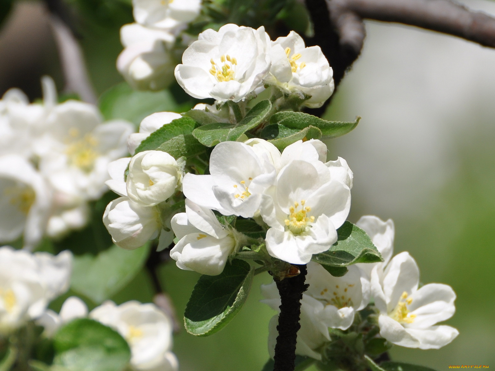 цветы, цветущие, деревья, кустарники