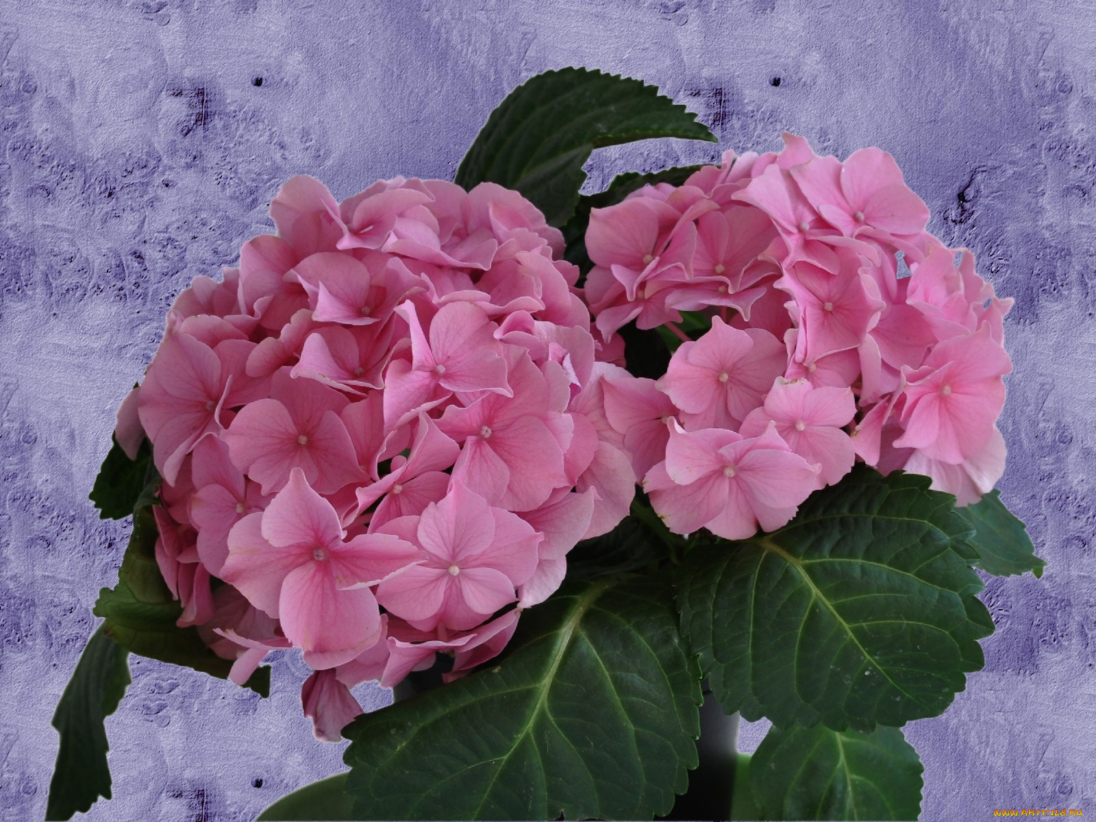 цветы, гортензия