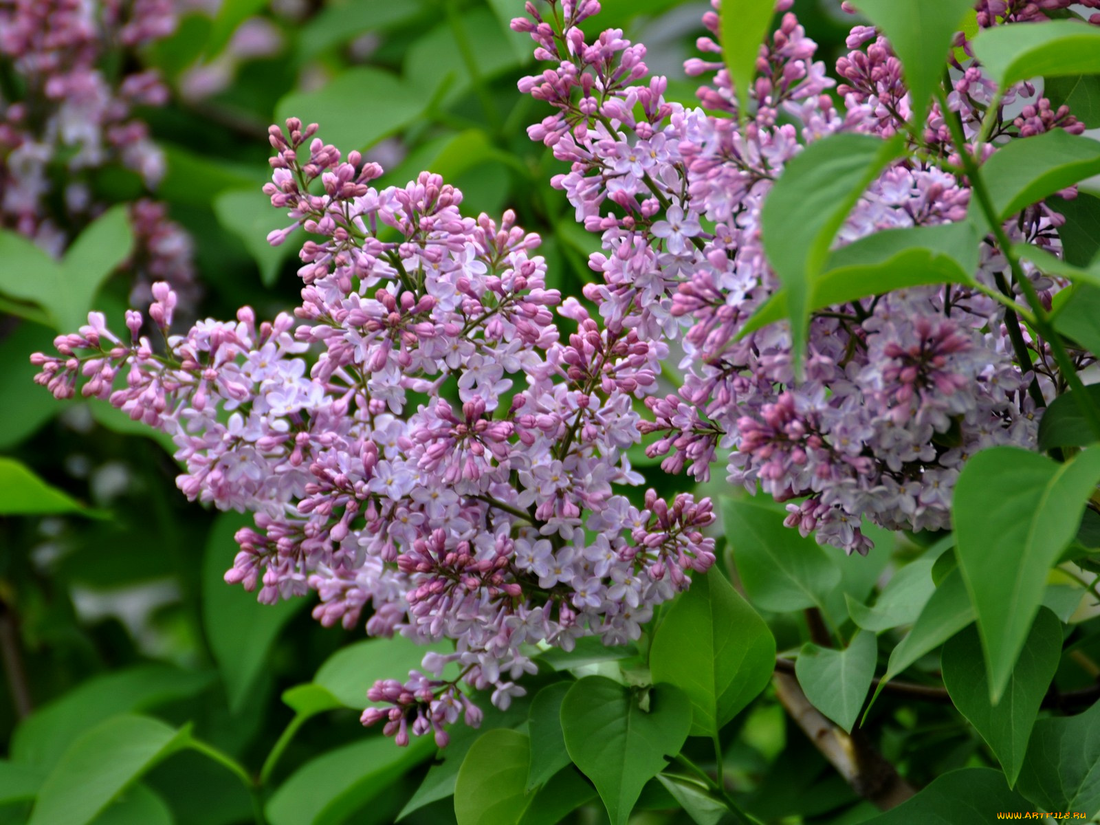 цветы, сирень