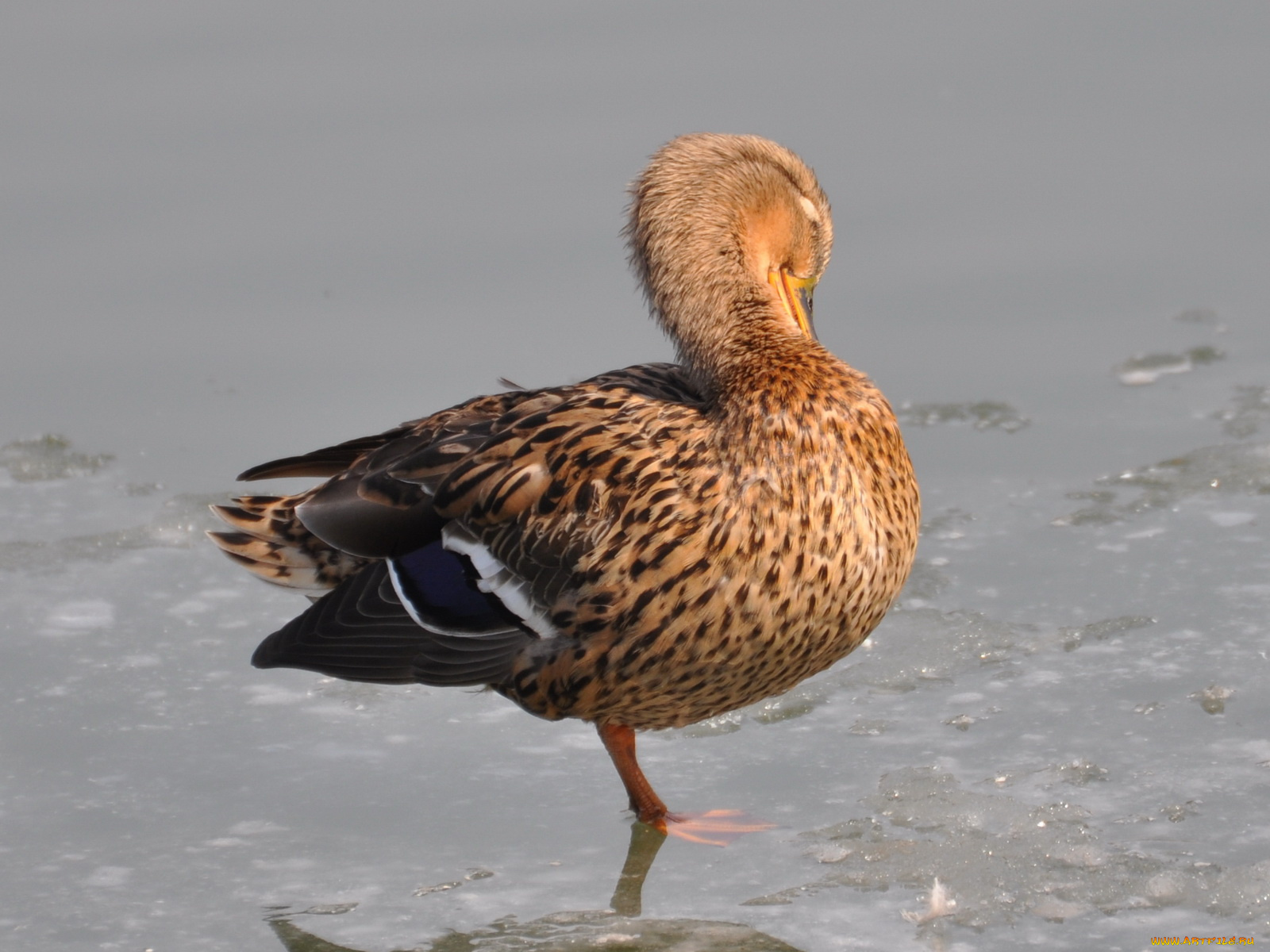 животные, утки