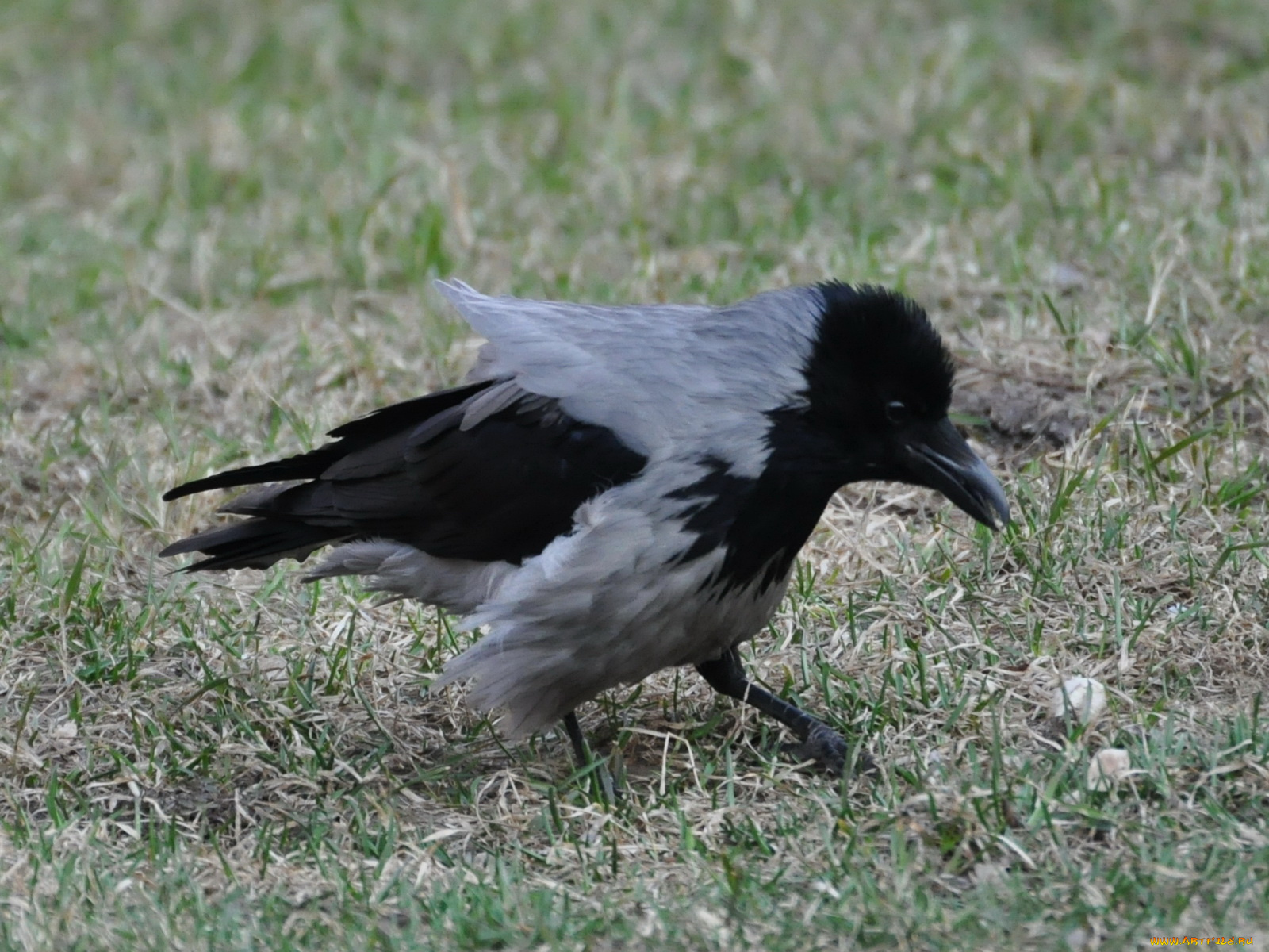 животные, вороны, грачи, галки