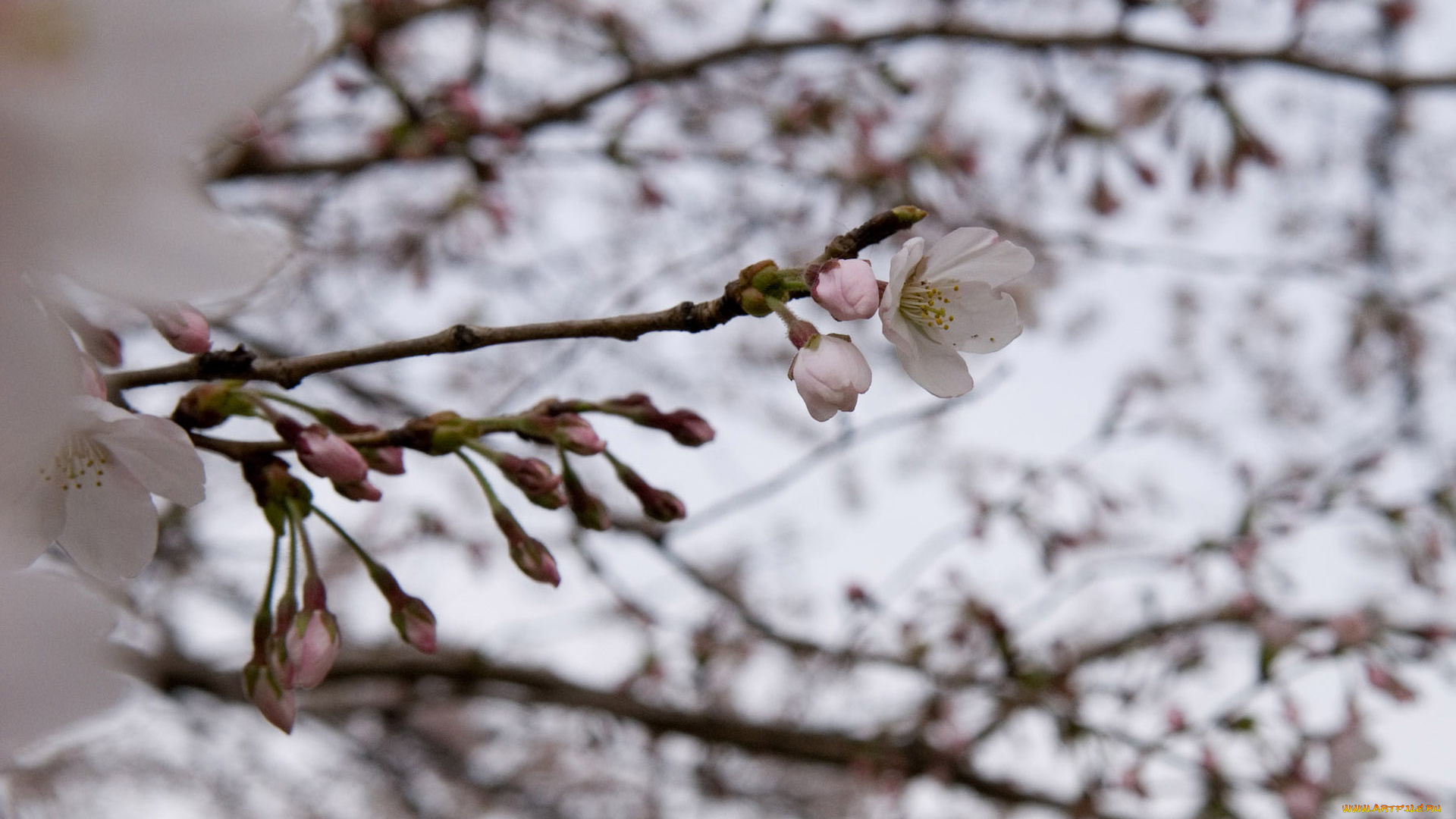 цветы, цветущие, деревья, кустарники