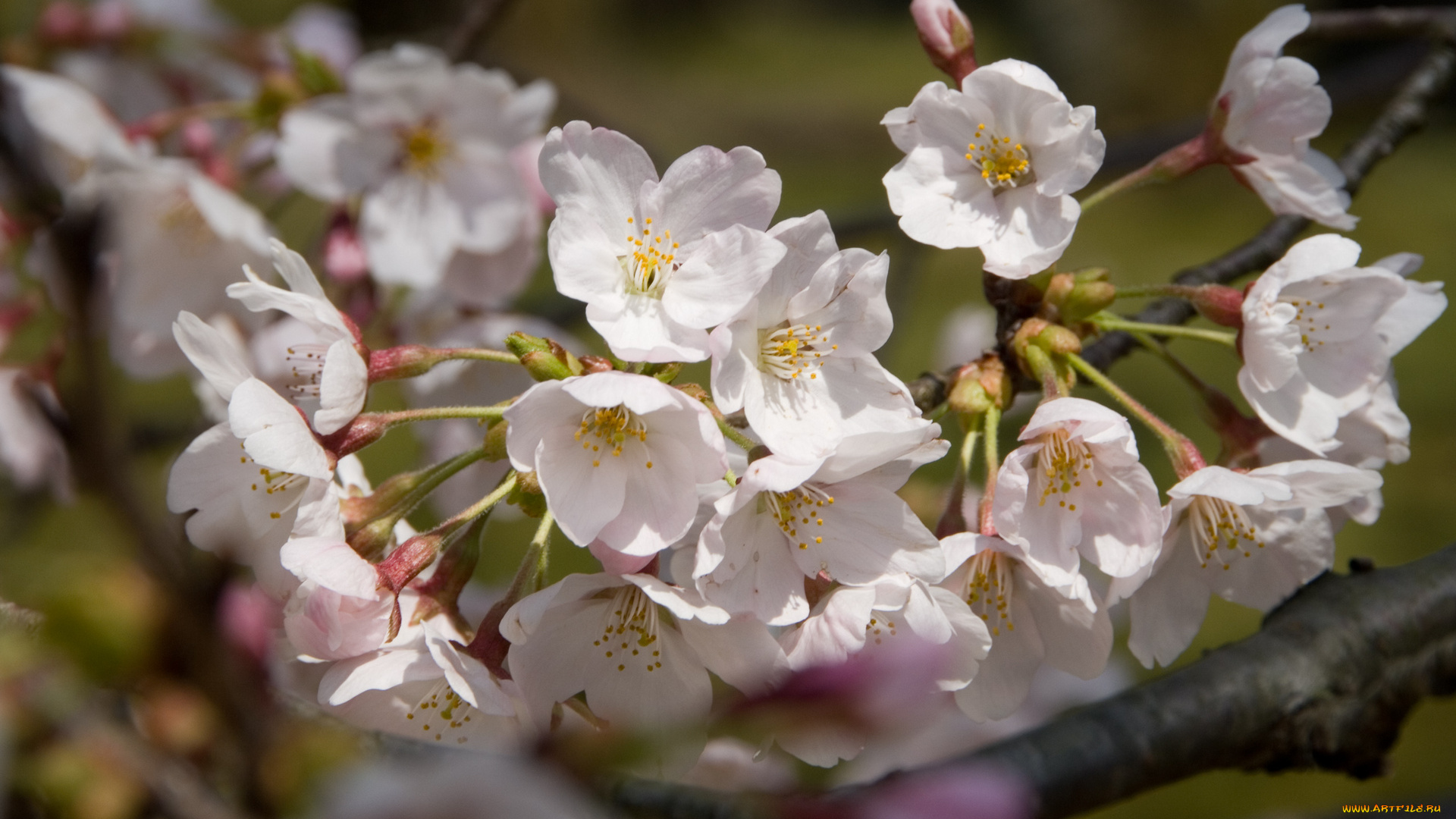 цветы, цветущие, деревья, кустарники