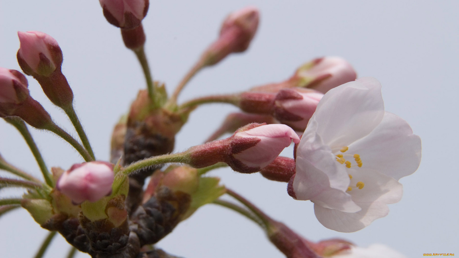 цветы, сакура, вишня