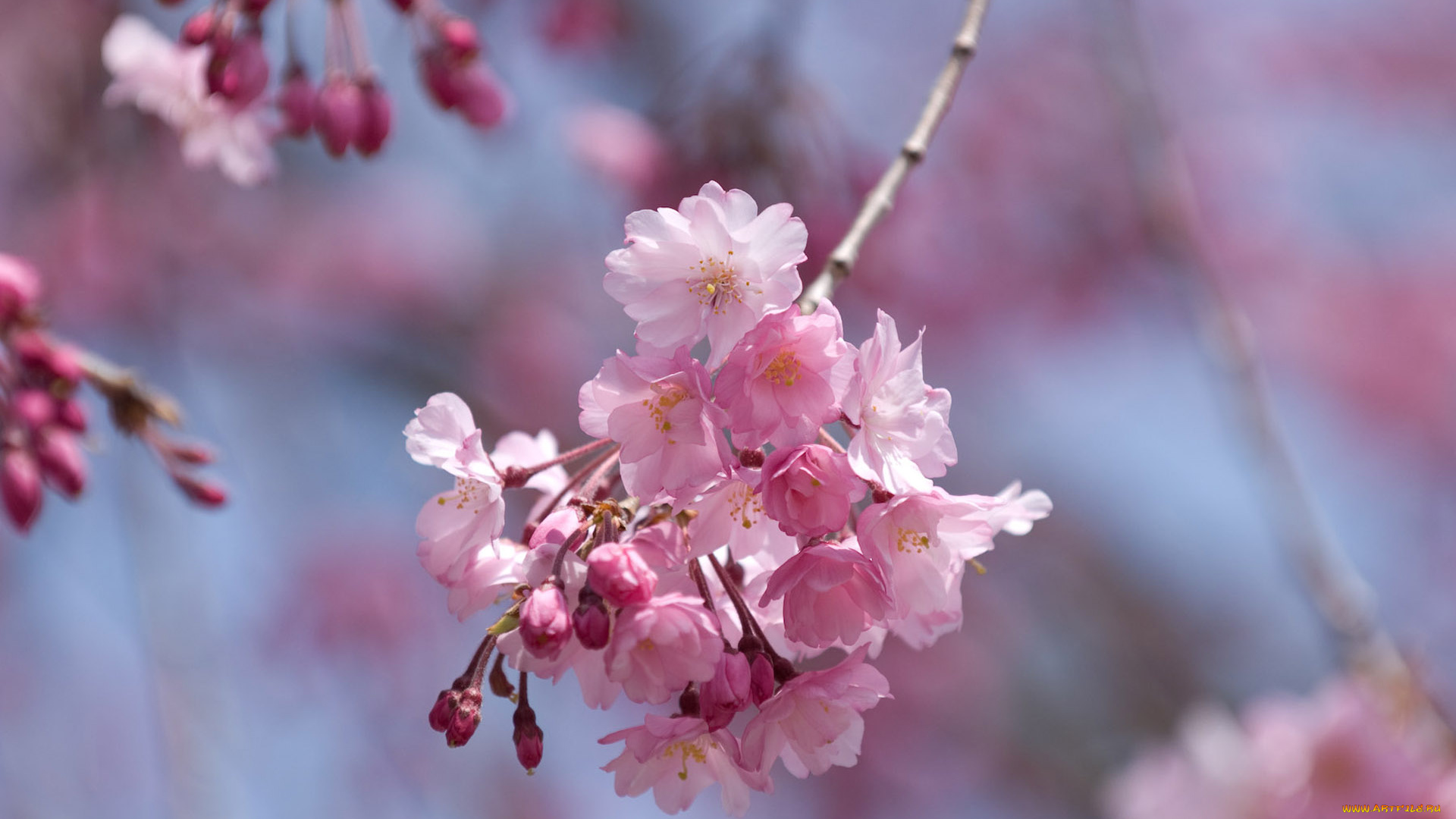 цветы, сакура, вишня