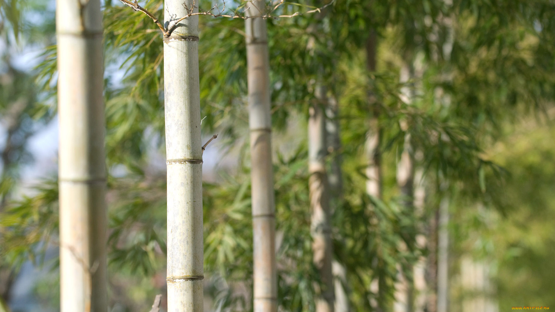 природа, деревья